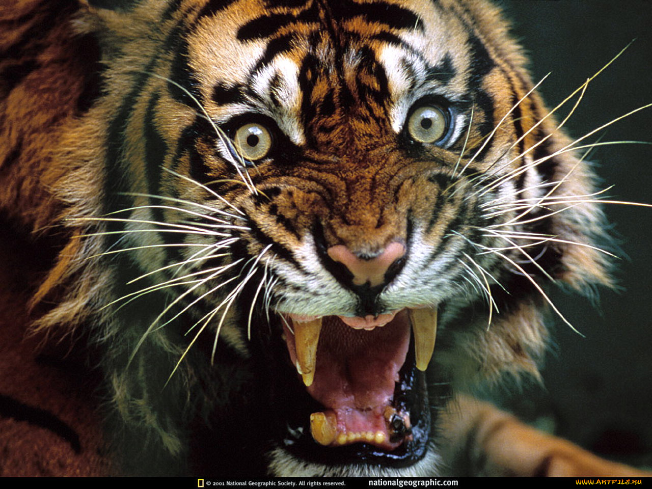 аксакал, сердится, животные, тигры