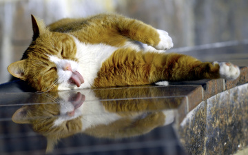 Картинка животные коты отражение язык кошка