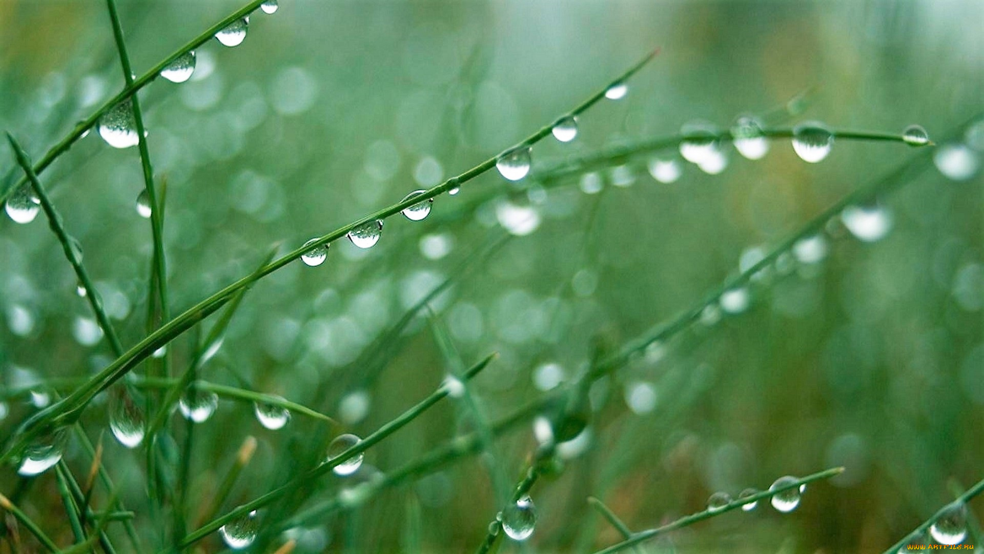 природа, макро, трава, капли, дождь