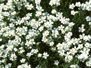 Картинка цветы луговые полевые