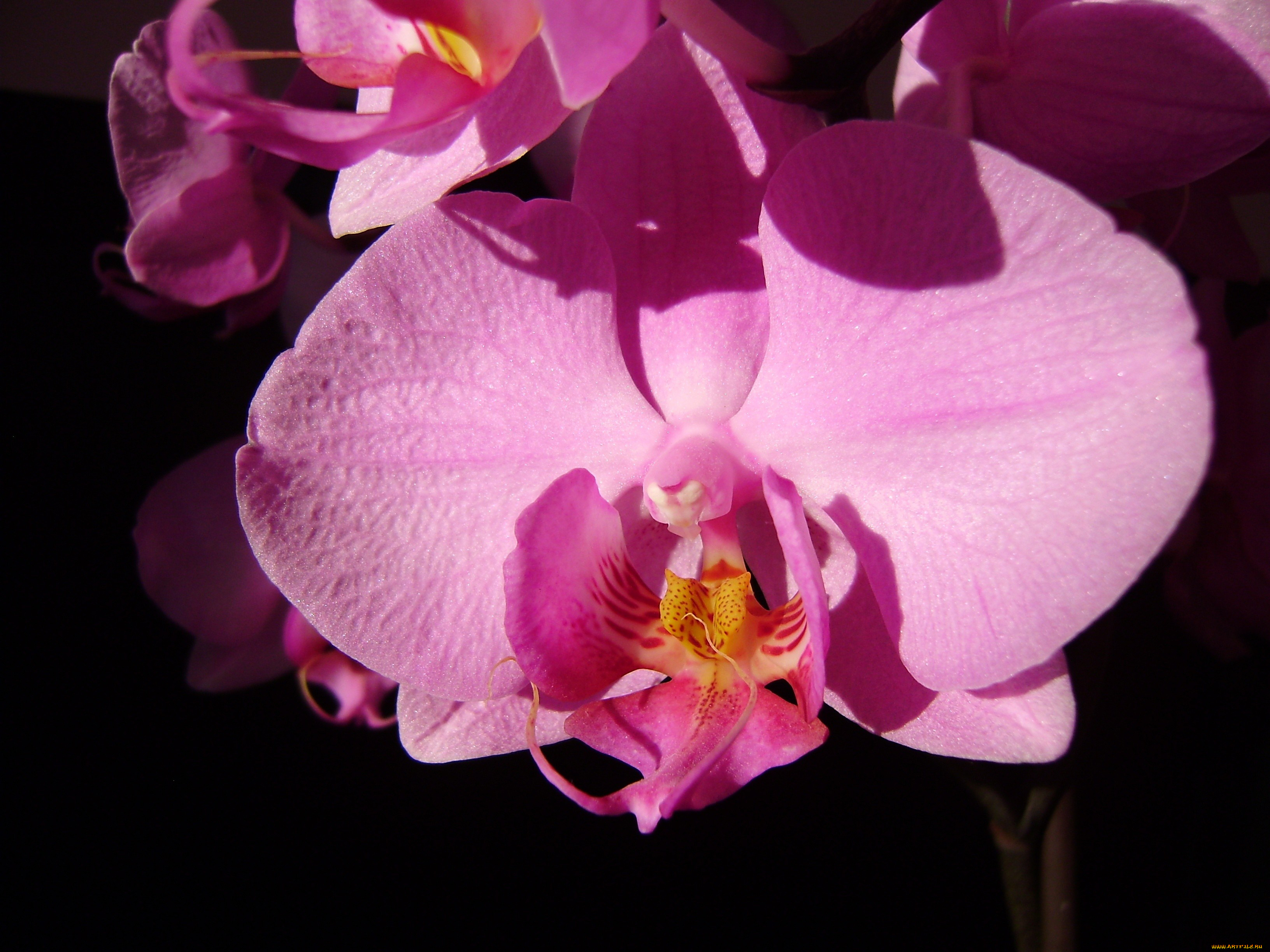цветы, орхидеи, экзотика, розовый