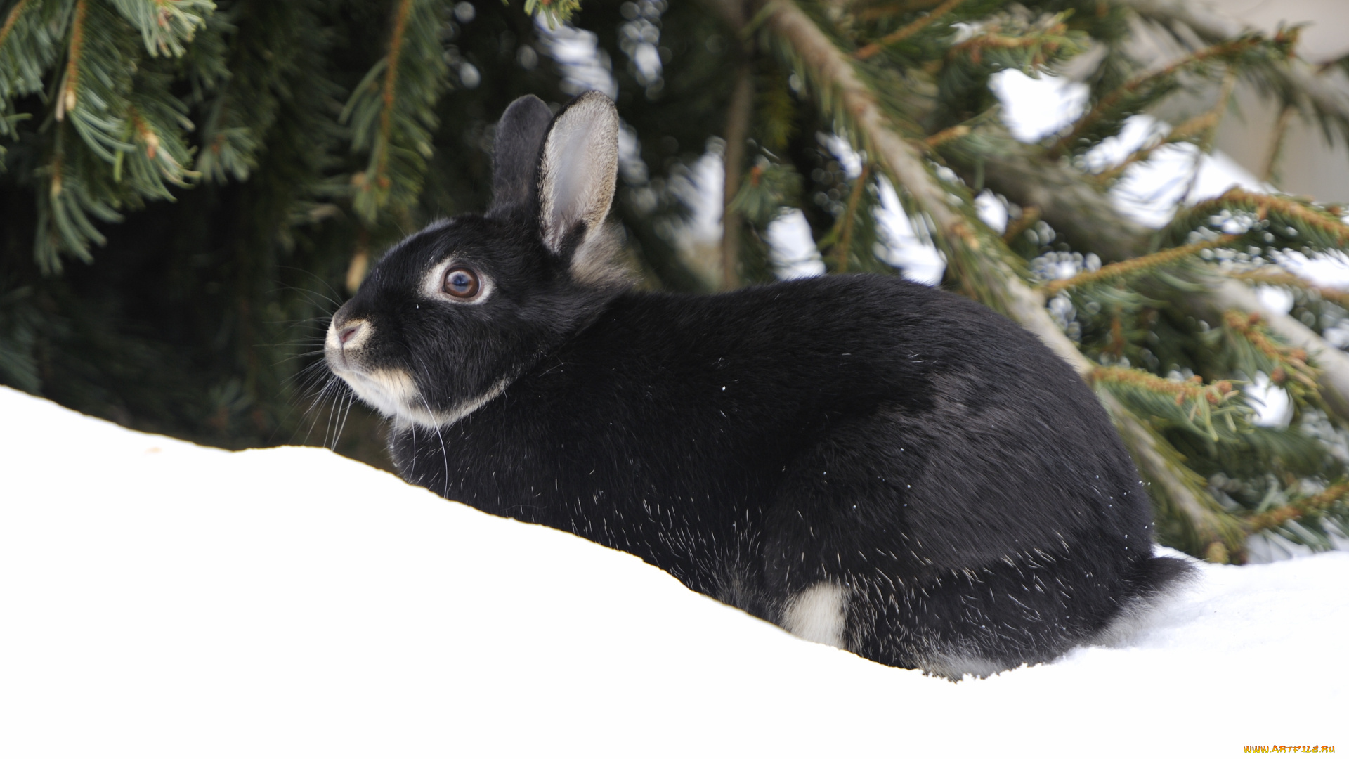 животные, кролики, зайцы, уши, снег