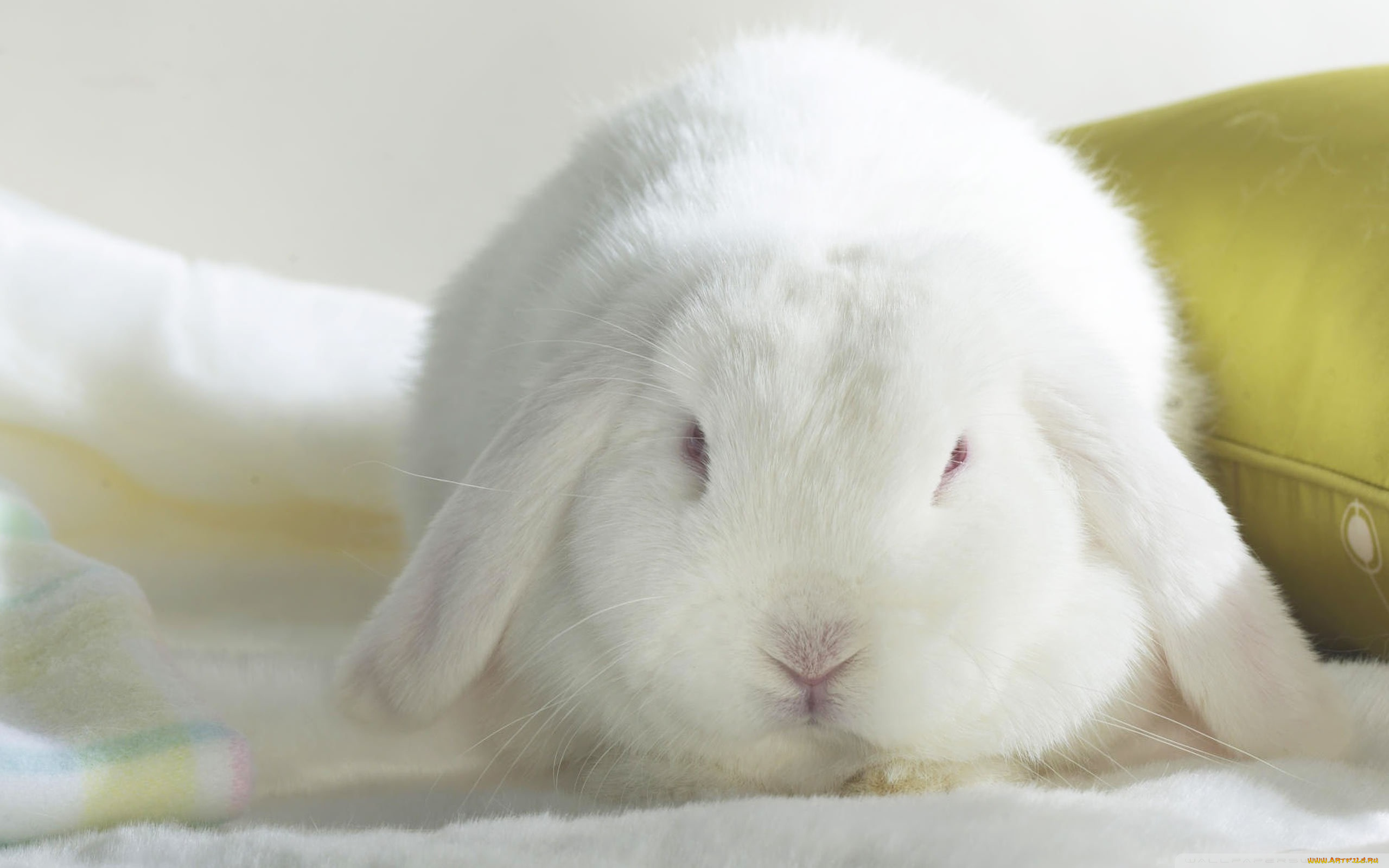 животные, кролики, зайцы, подушка, белый, кролик