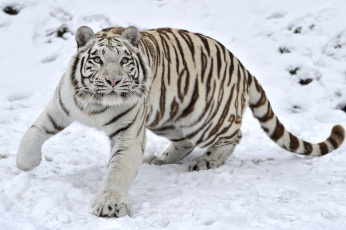 Картинка животные тигры красавец взгляд