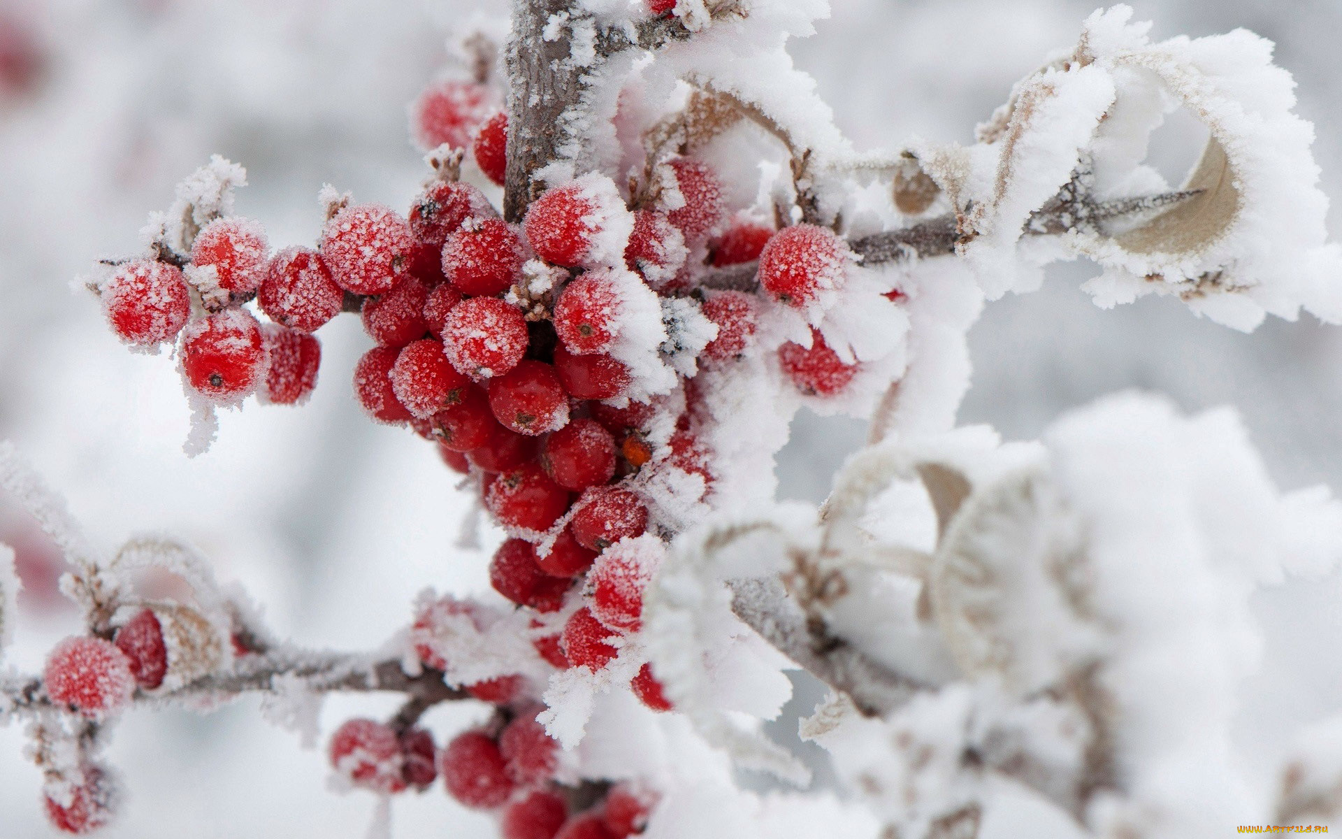 природа, ягоды, снег