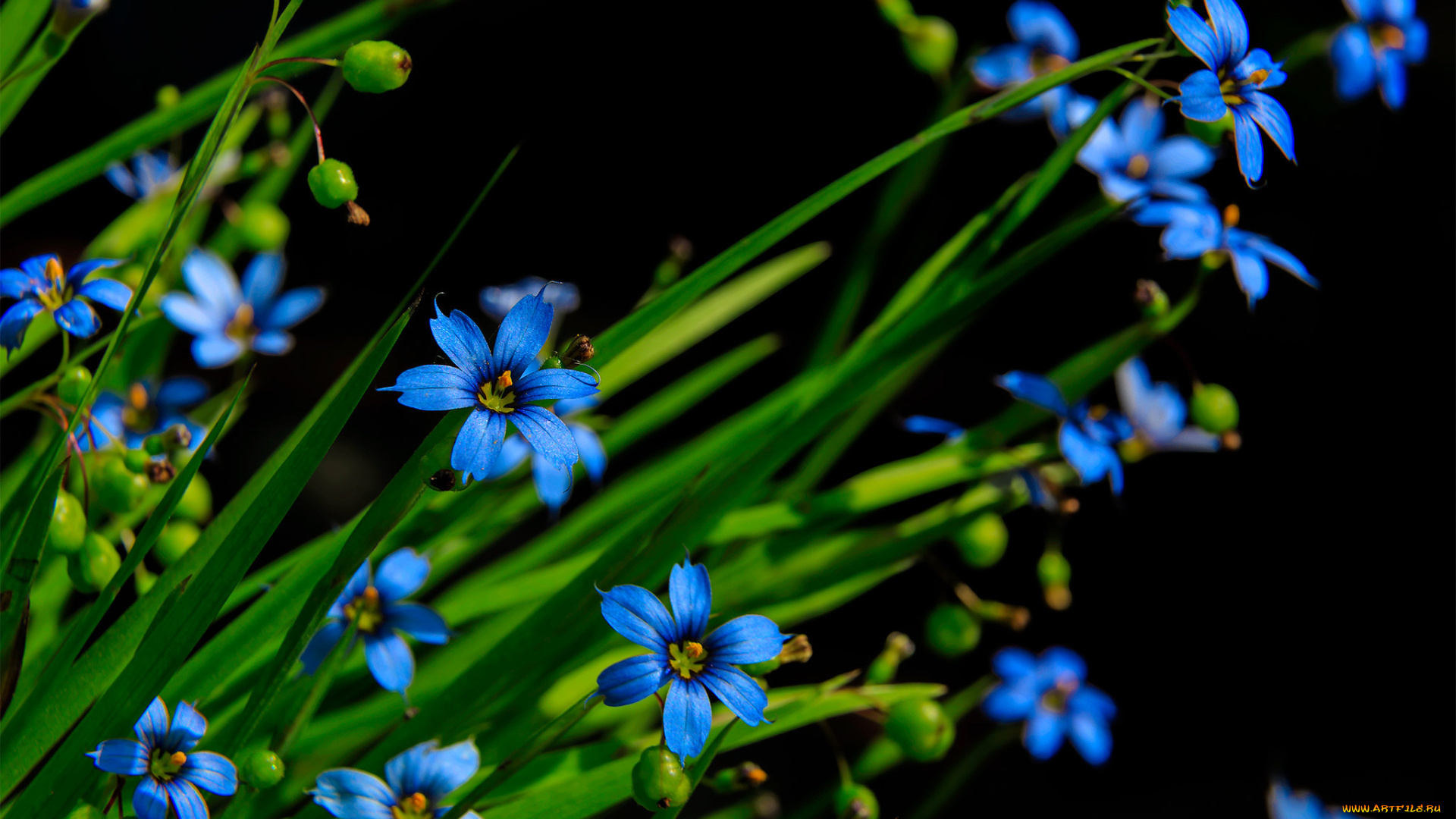 цветы, незабудки, синие