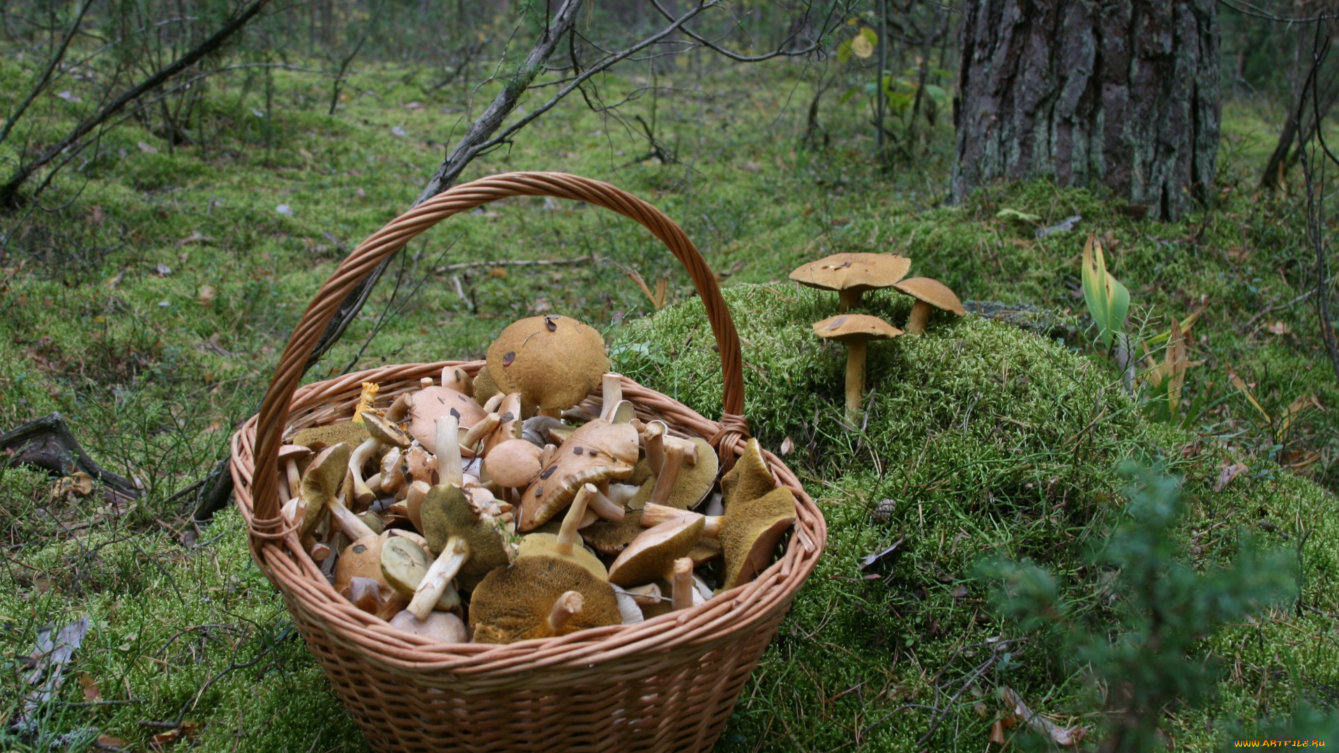 еда, грибы, , грибные, блюда, лес, природа, прогулка, осень, мох, корзина