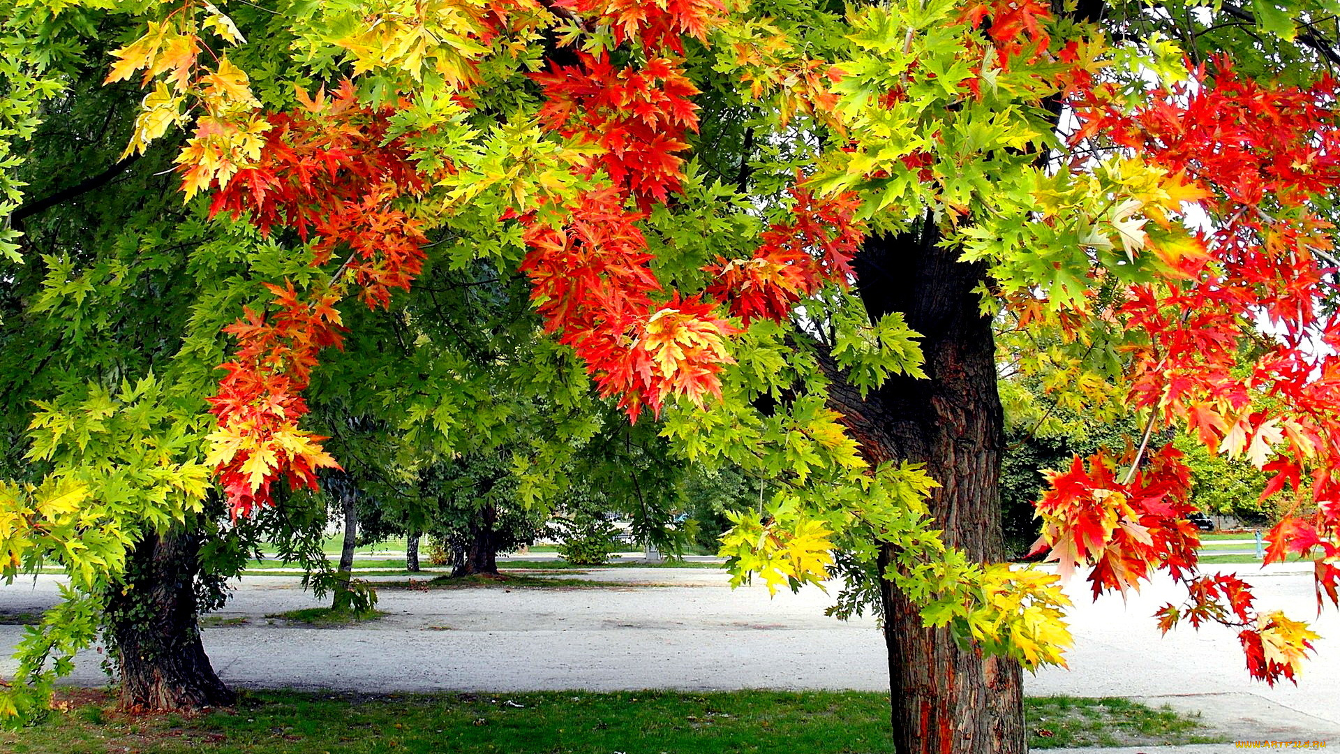 природа, парк, дерево, листья, осень