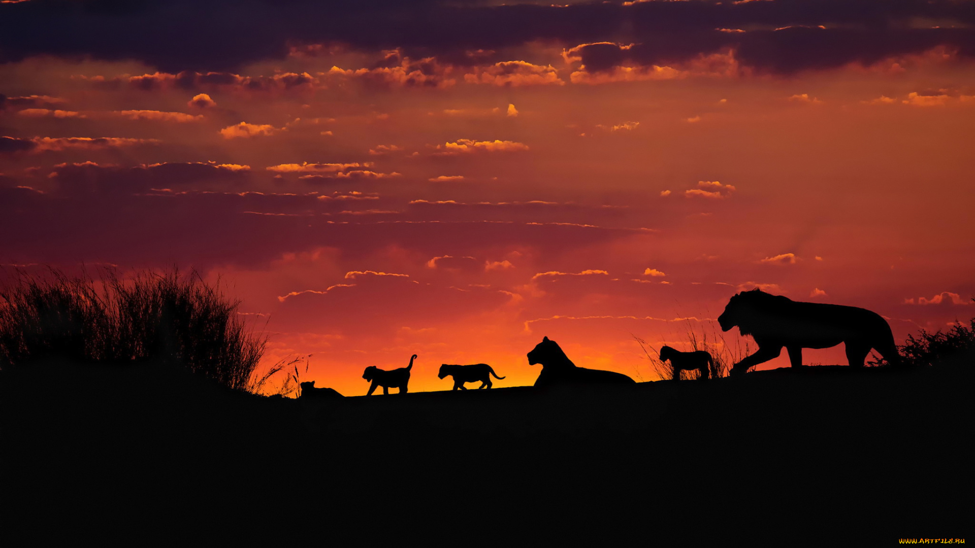 животные, львы, африка, калахари, семья, закат, вечер, небо, силуэты