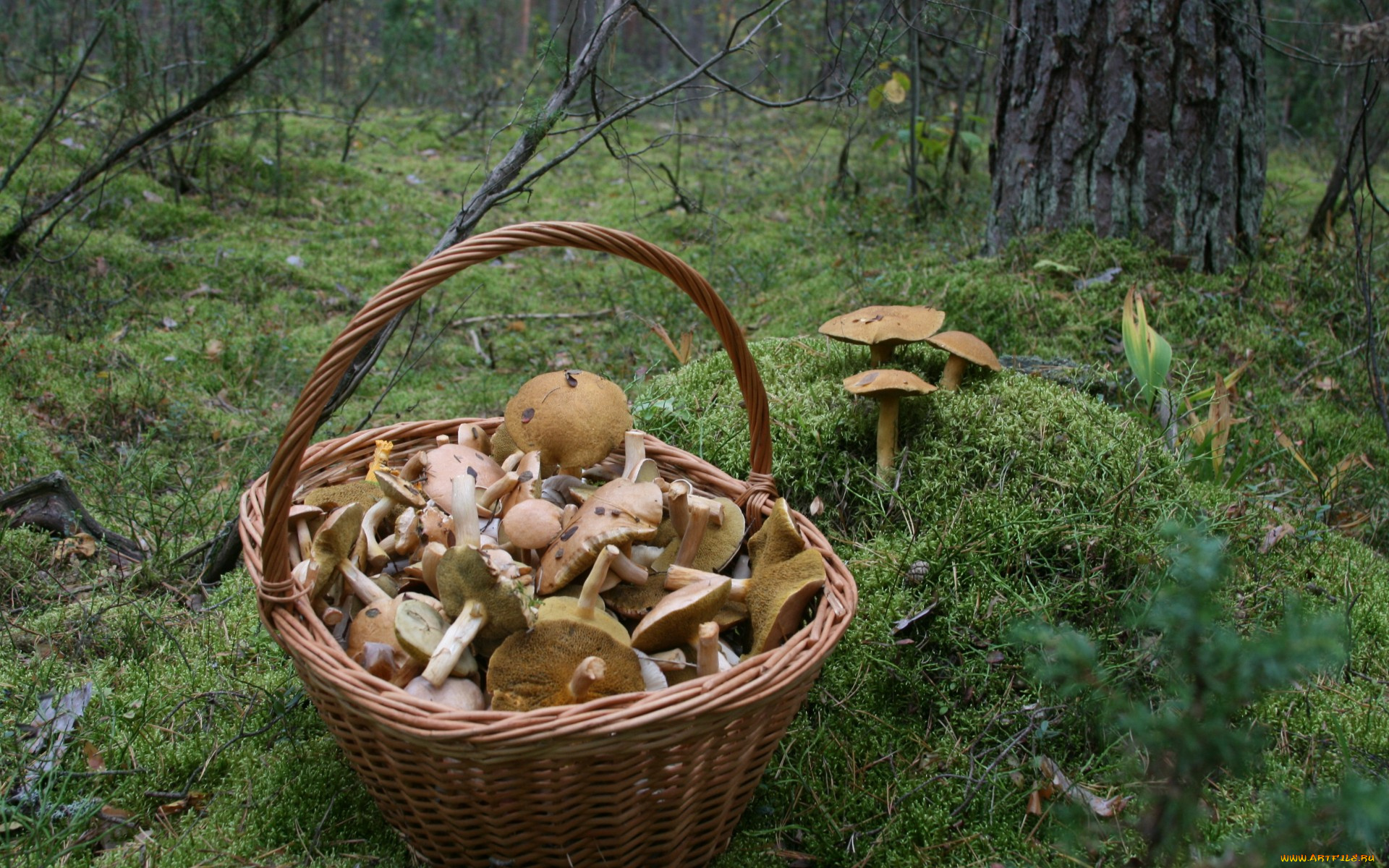 еда, грибы, , грибные, блюда, лес, природа, прогулка, осень, мох, корзина