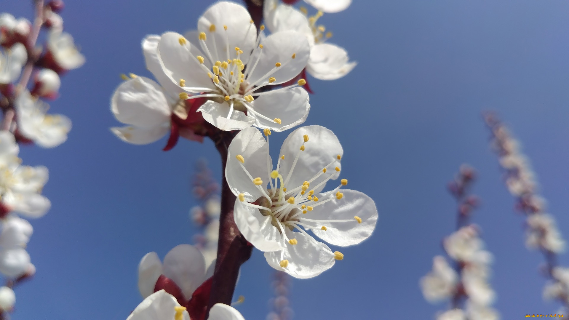 цветы, цветущие, деревья, , , кустарники, апрель, слива, весна, 2018