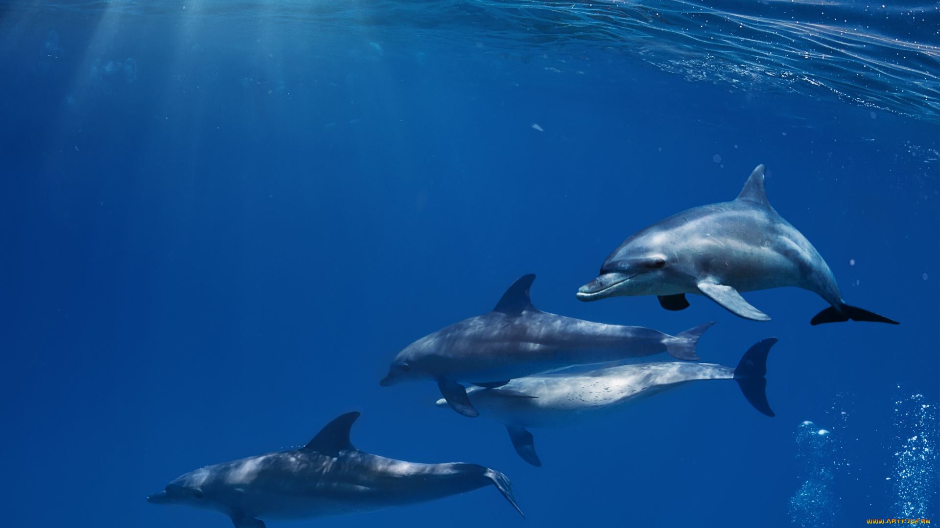 животные, дельфины, лучи, море