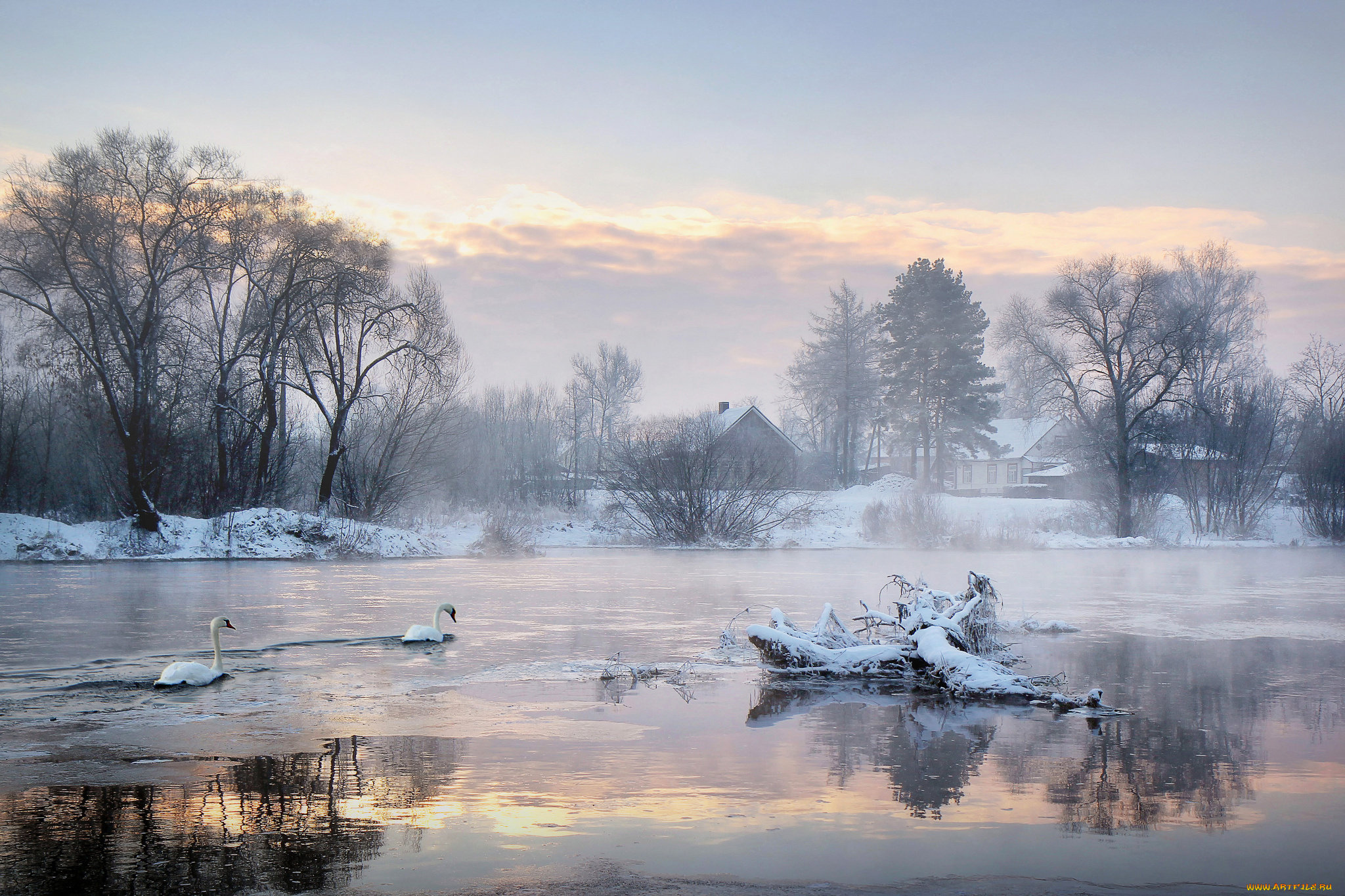 природа, зима, лебеди, озеро, деревья, дома, утро, холод