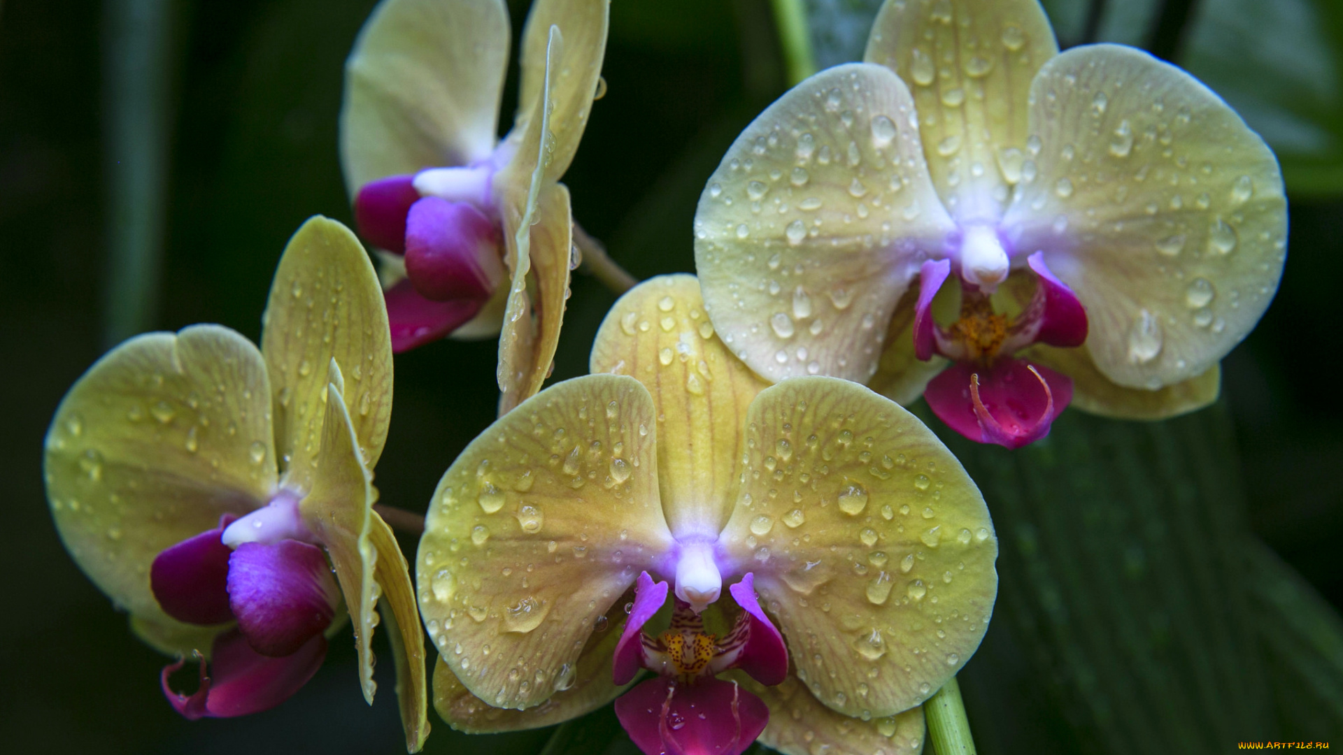 цветы, орхидеи, орхидея, лепестки, капли, желтый, макро