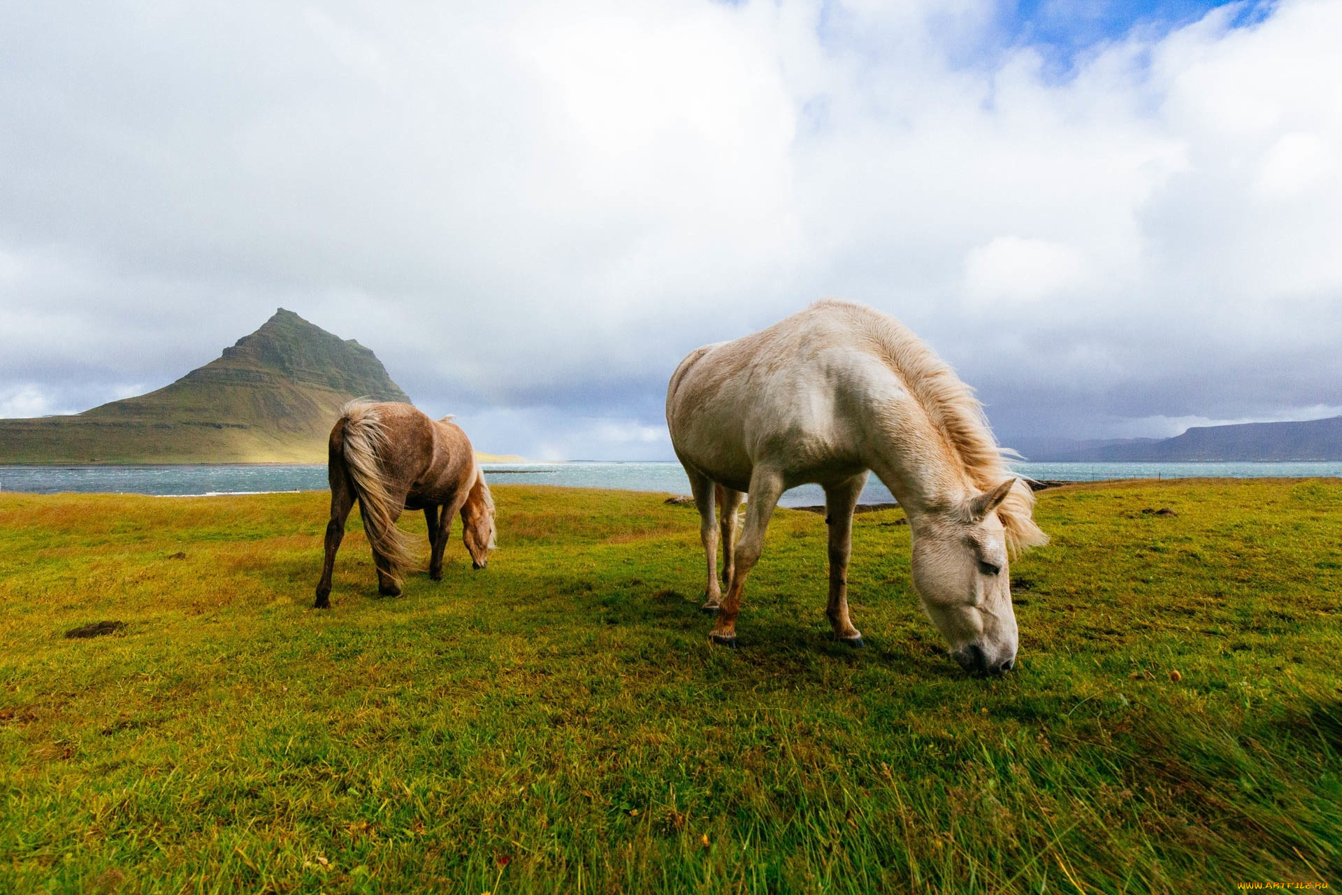 животные, лошади, пасутся, кони, исландские, исландия, поле, горы