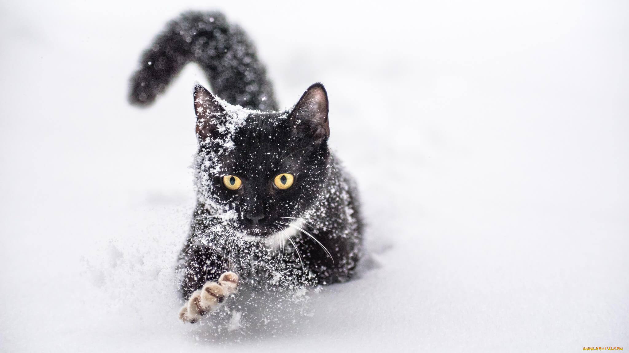 животные, коты, кошка, кот, снег, черный