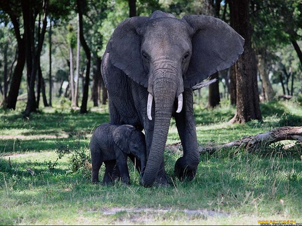 слониха, со, слонёнком, животные, слоны