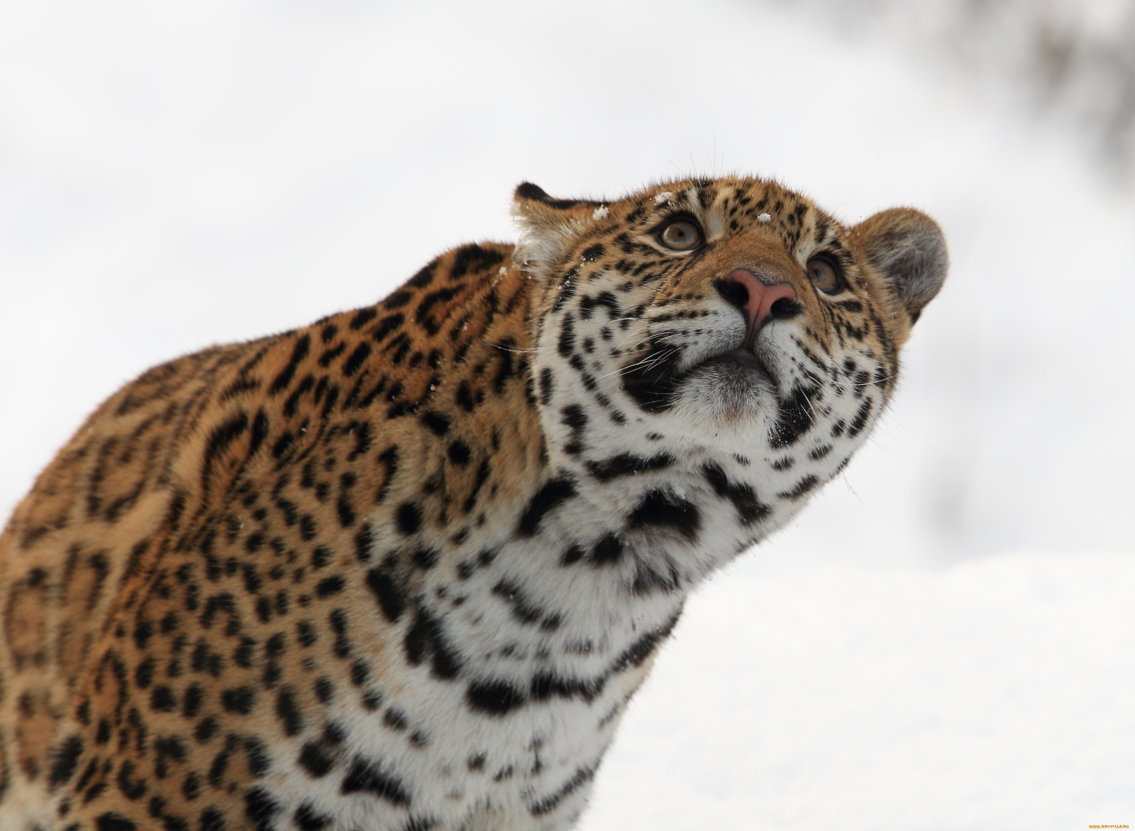 животные, Ягуары, кошка, морда, снег