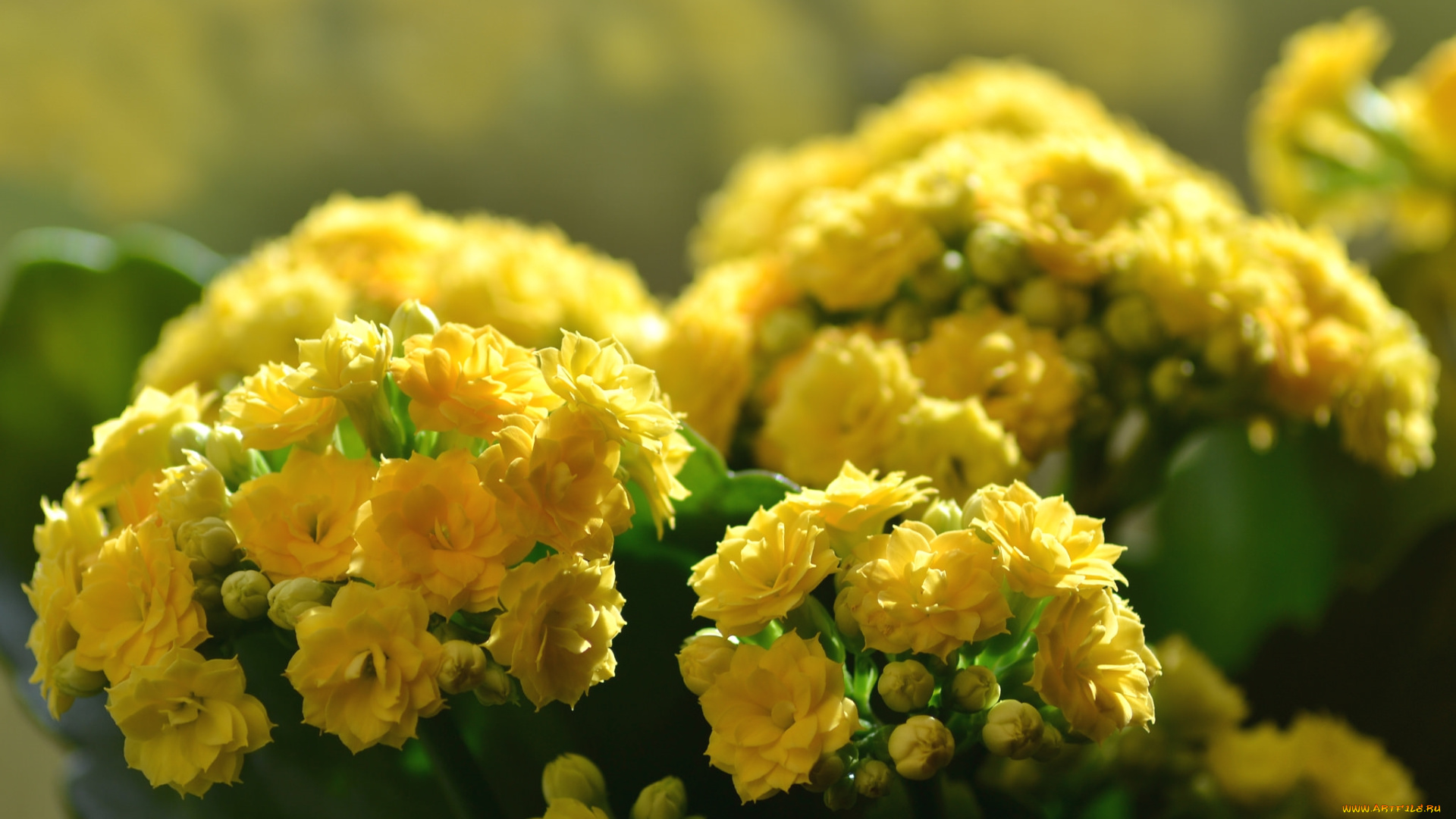 цветы, каланхоэ, желтый