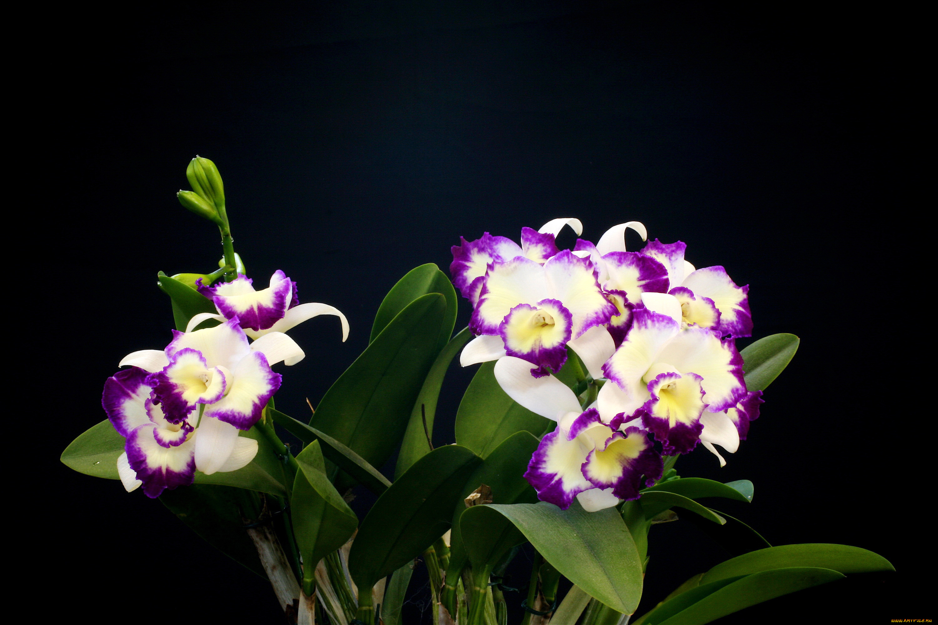 цветы, орхидеи, белые