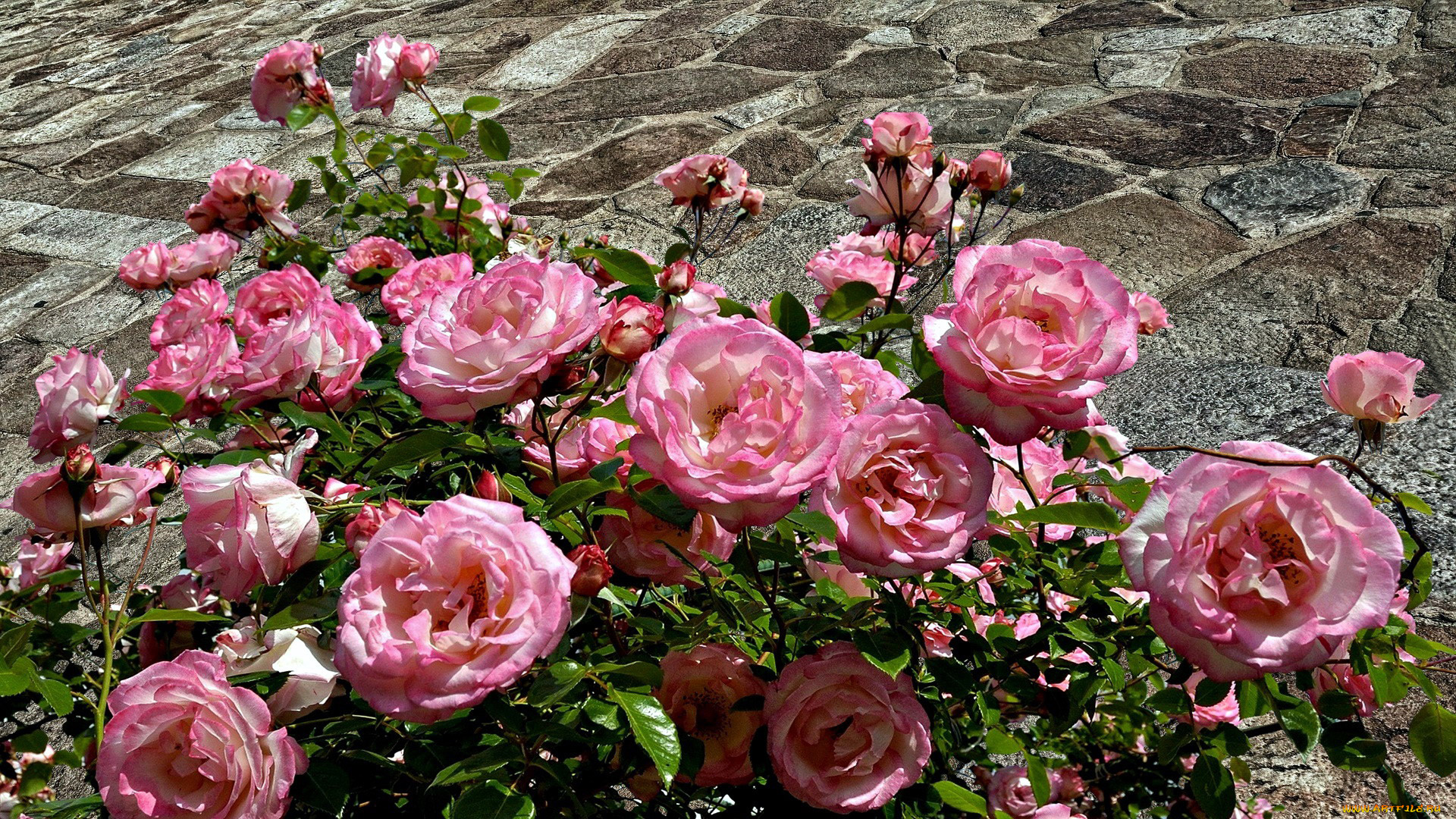 цветы, розы, розовый, куст, много
