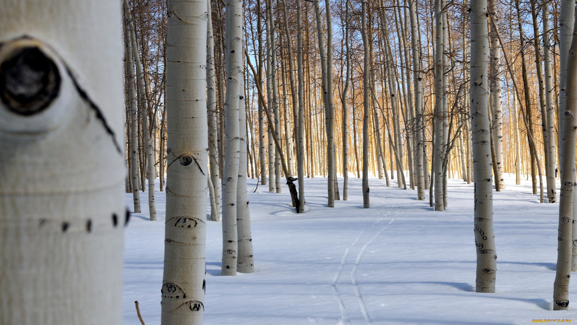 природа, зима, деревья, снег, лыжня, стволы