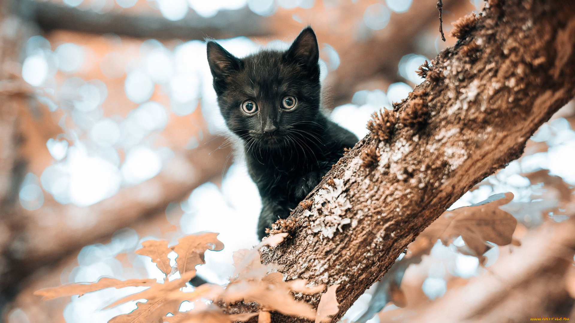 животные, коты, черный, маленький, мордочка, дерево, листья, котенок, взгляд, кошка