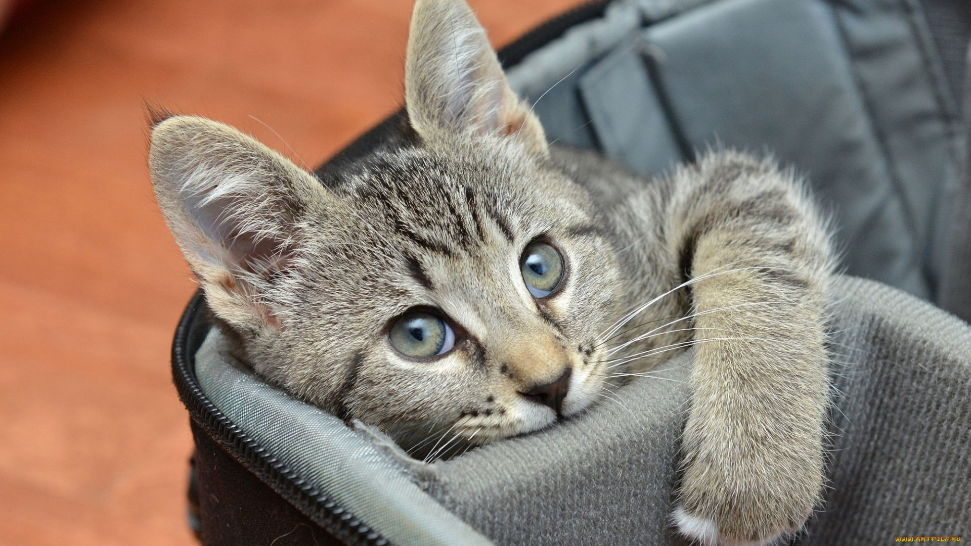животные, коты, кошка, серый, взгляд, мордочка, сумка, котенок, сидит