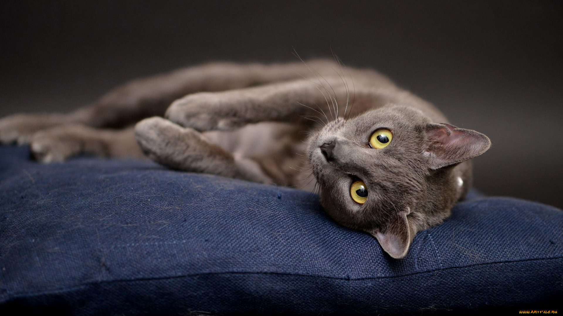 животные, коты, кот, позирует, лежит, подушка, студия, британский, кошка, серый, фон