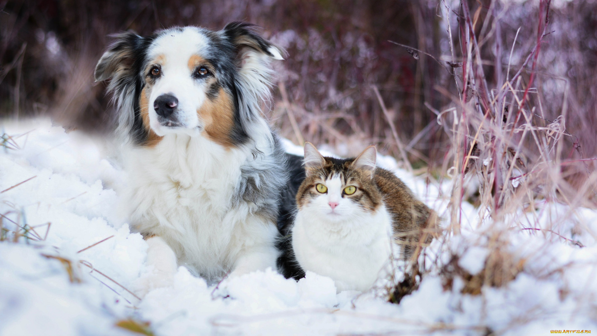 животные, разные, вместе, собака, кошка, снег, зима
