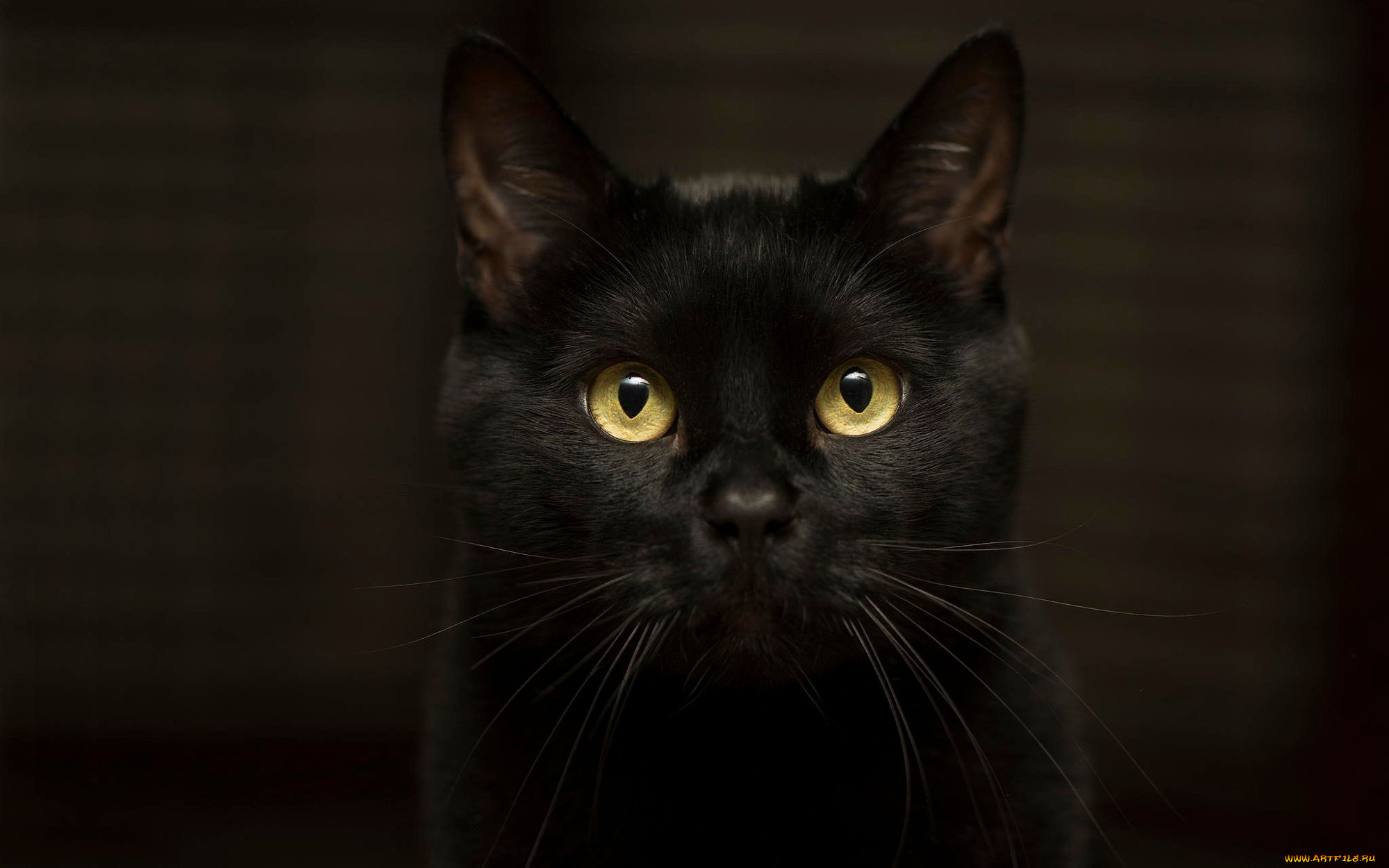 животные, коты, кот, эффектный, глаза, черный, темнота, желтоглазый, кошка, взгляд, фон