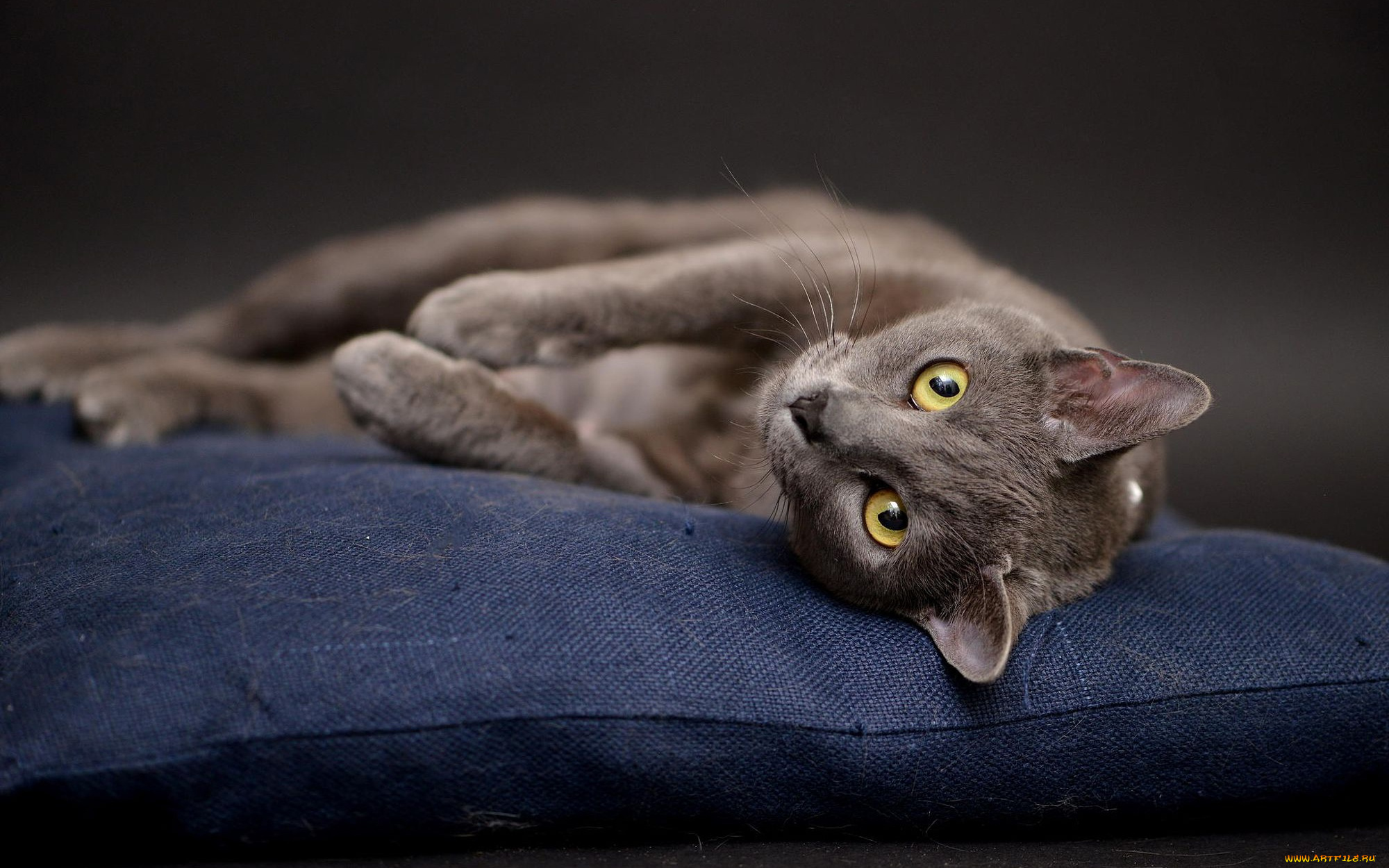 животные, коты, кот, позирует, лежит, подушка, студия, британский, кошка, серый, фон
