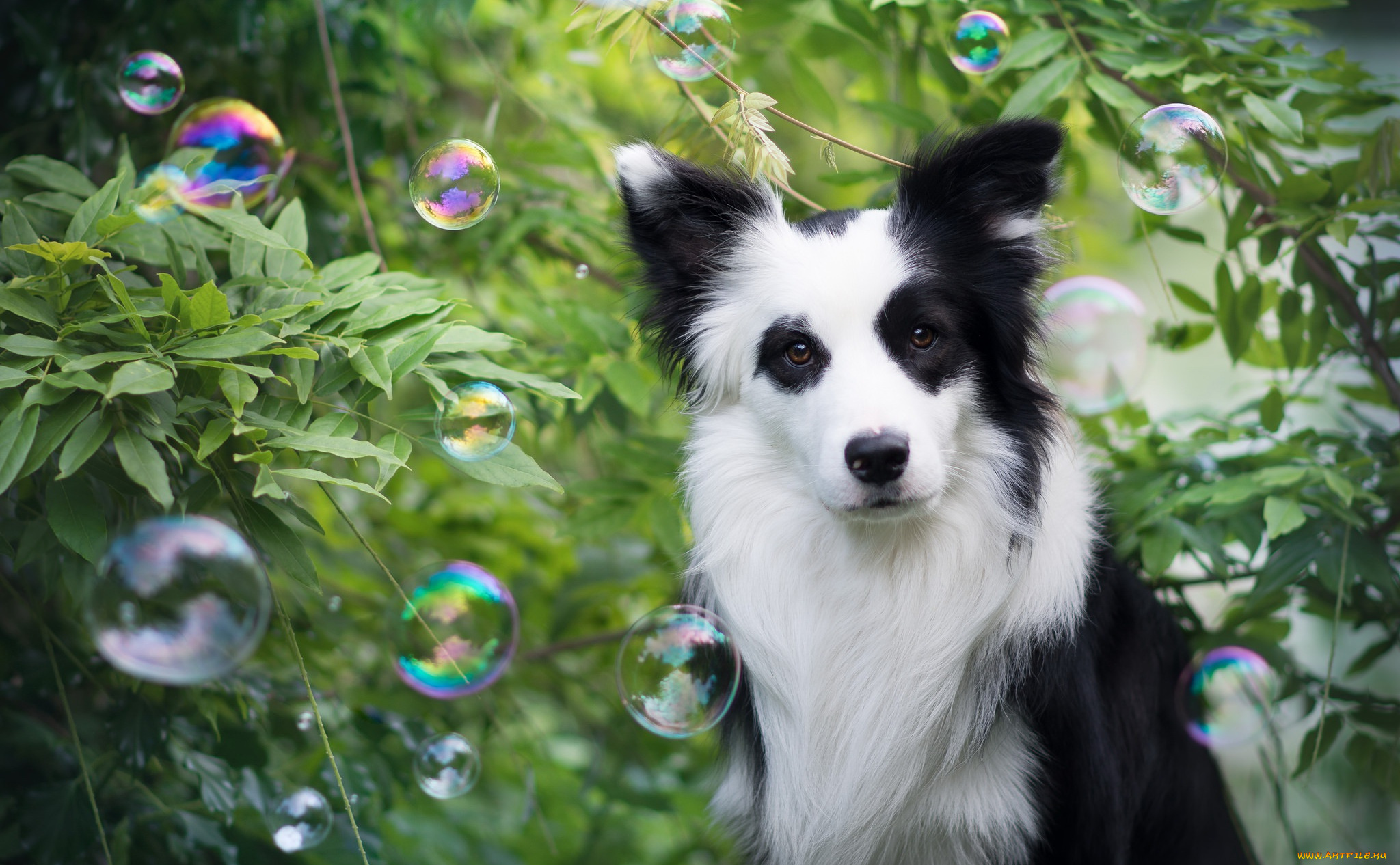 животные, собаки, пузыри, взгляд, друг, собака, бордер-колли