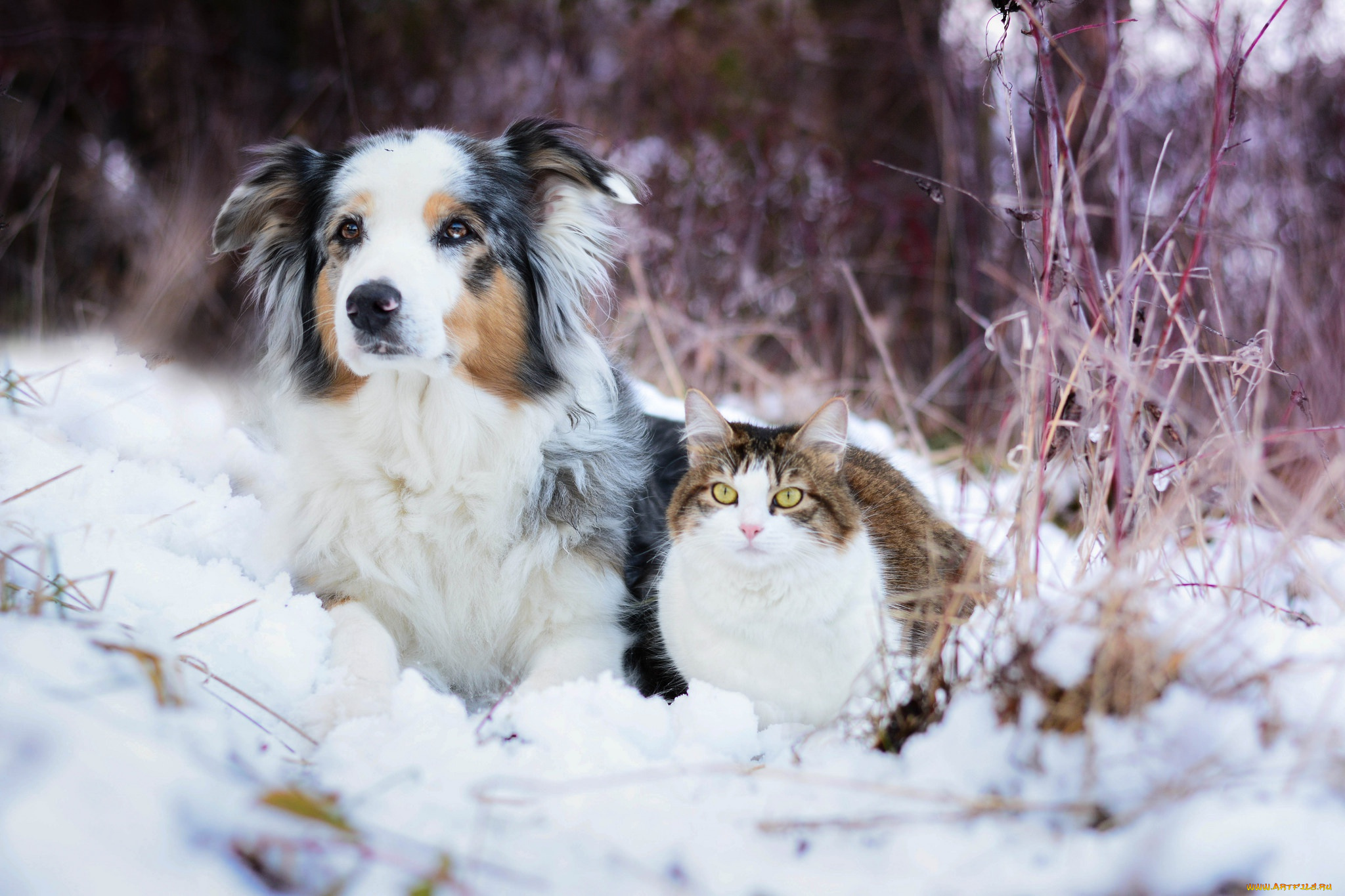 животные, разные, вместе, собака, кошка, снег, зима