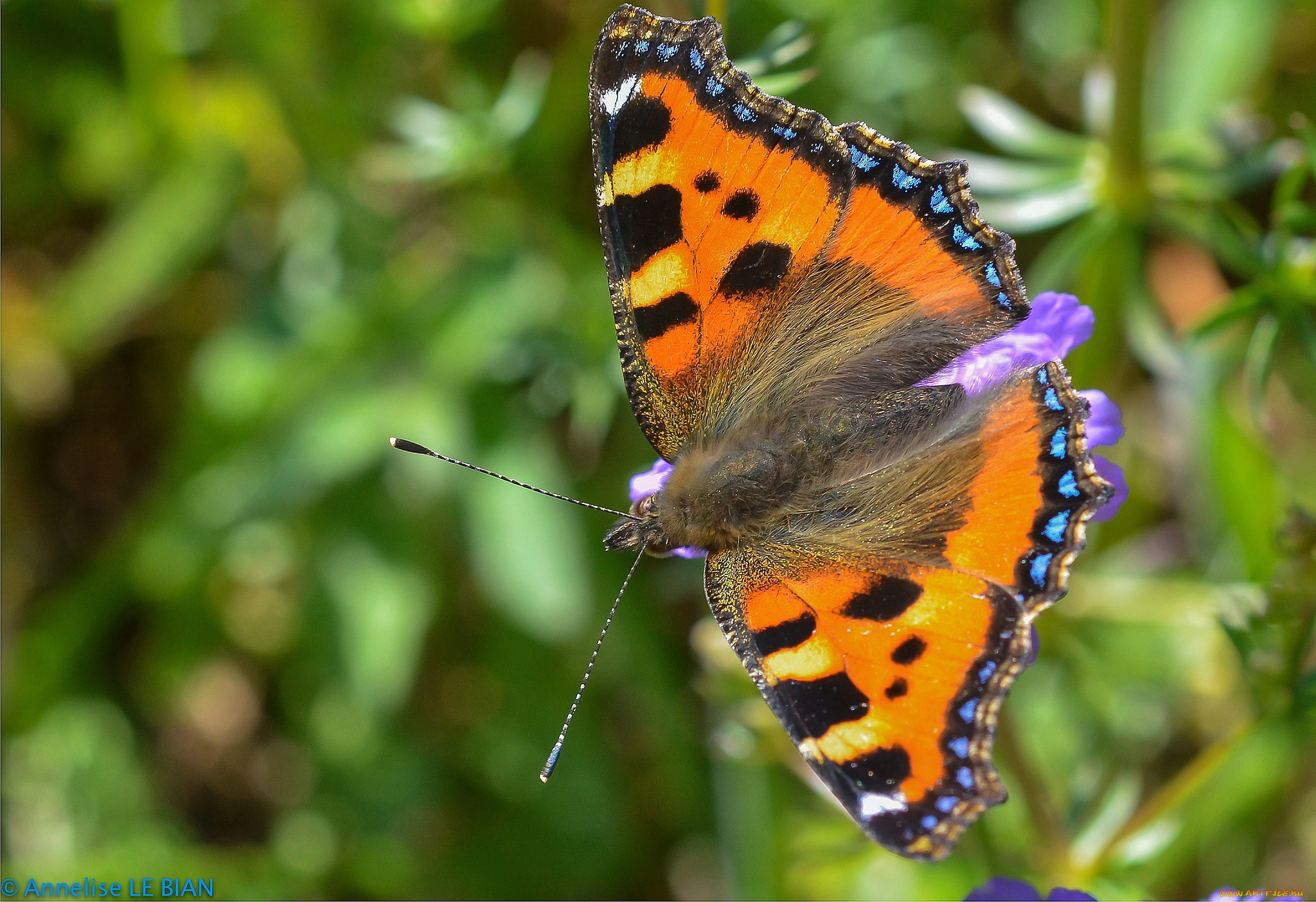 животные, бабочки, , мотыльки, , моли, colors, brightness, butterfly, расцветка, яркость, бабочка