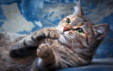 Картинка животные коты кот голубой мордочка зеленоглазая полосатая смотрит вверх разводы фон лежит взгляд кошка