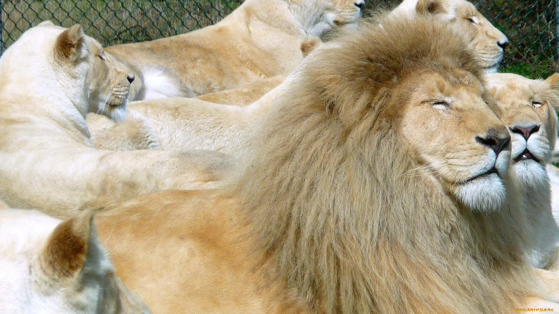животные, львы, много, белый, хищники, отдых