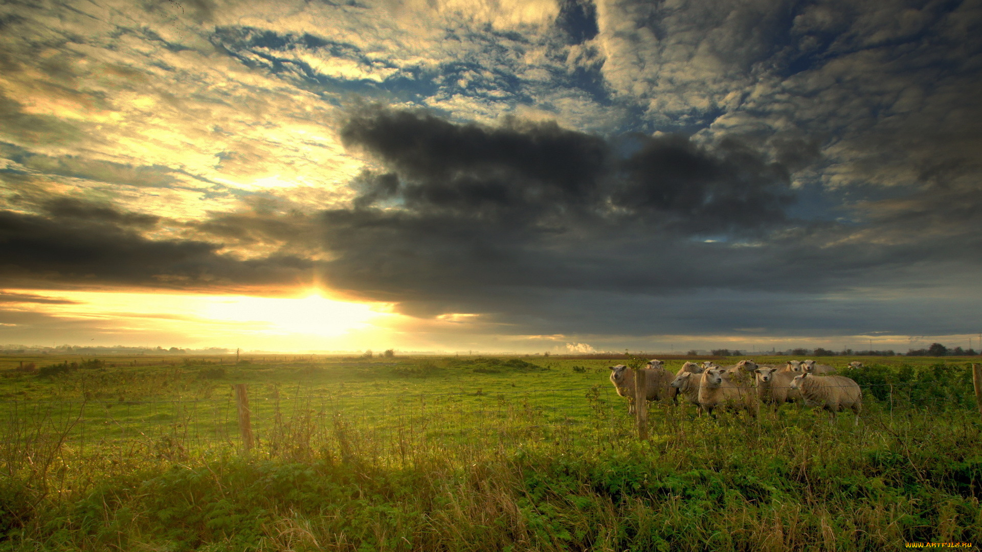 животные, овцы, бараны, луг, облака, закат