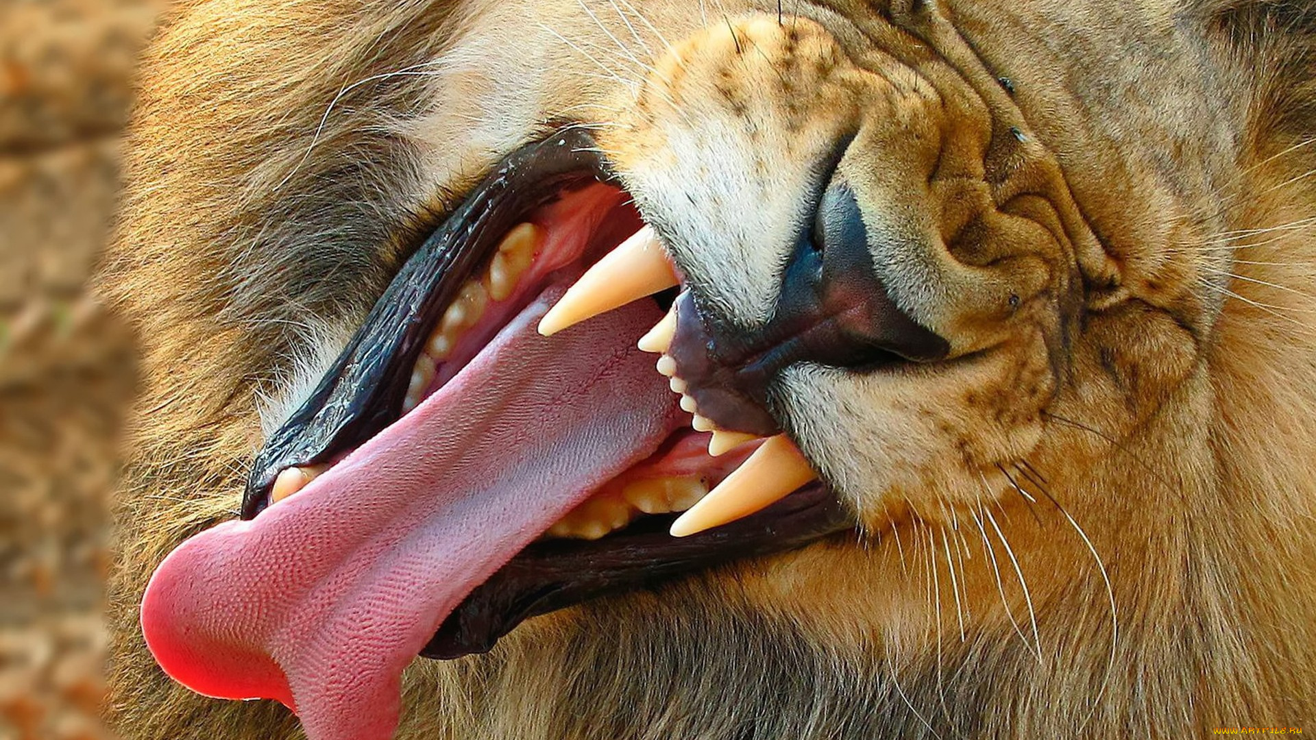 животные, львы, морда, голова, лев, пасть, клыки, язык, зевота