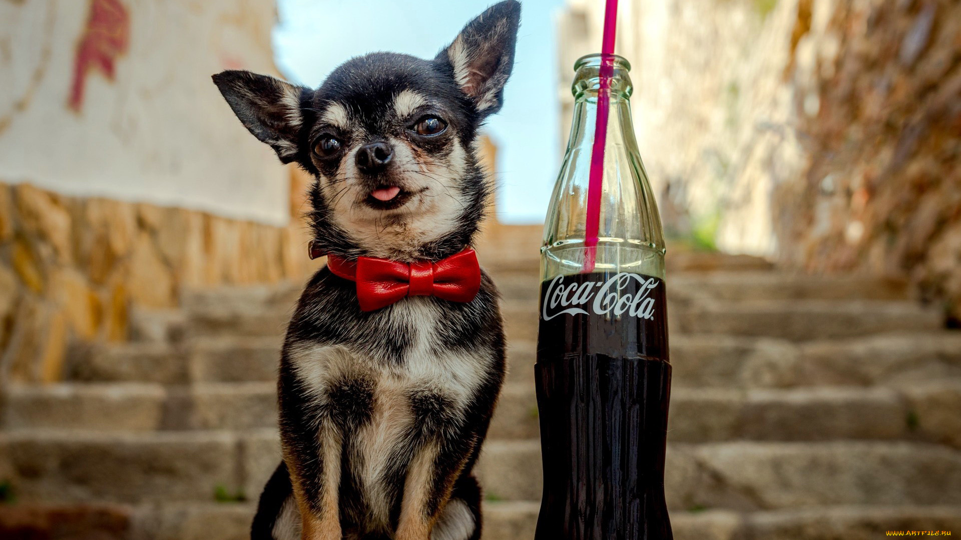 бренды, coca-cola, напиток, собачка