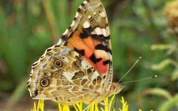 Картинка животные бабочки макро бабочка
