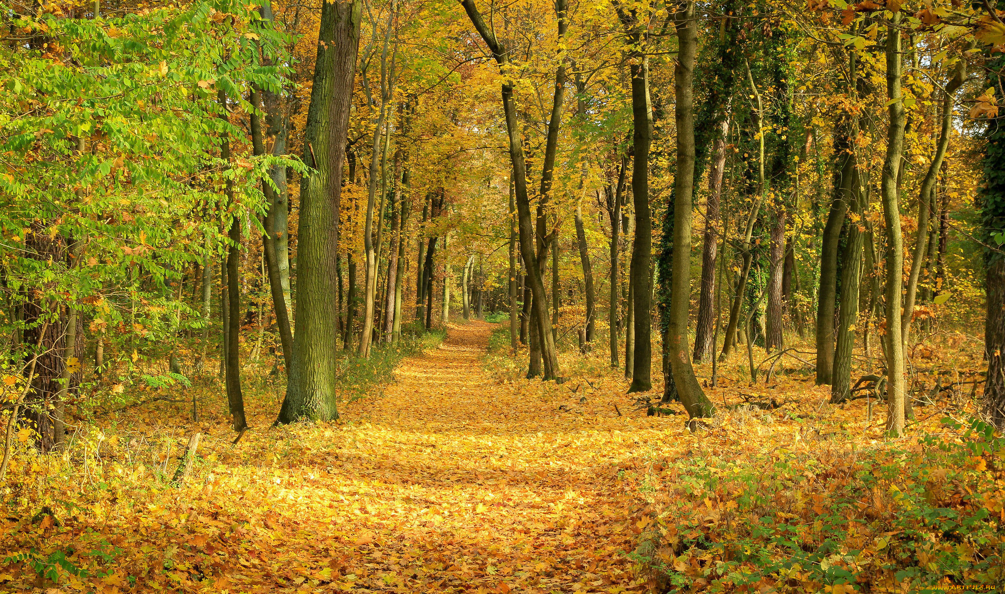 природа, лес, осень, листопад, деревья, листва, листья