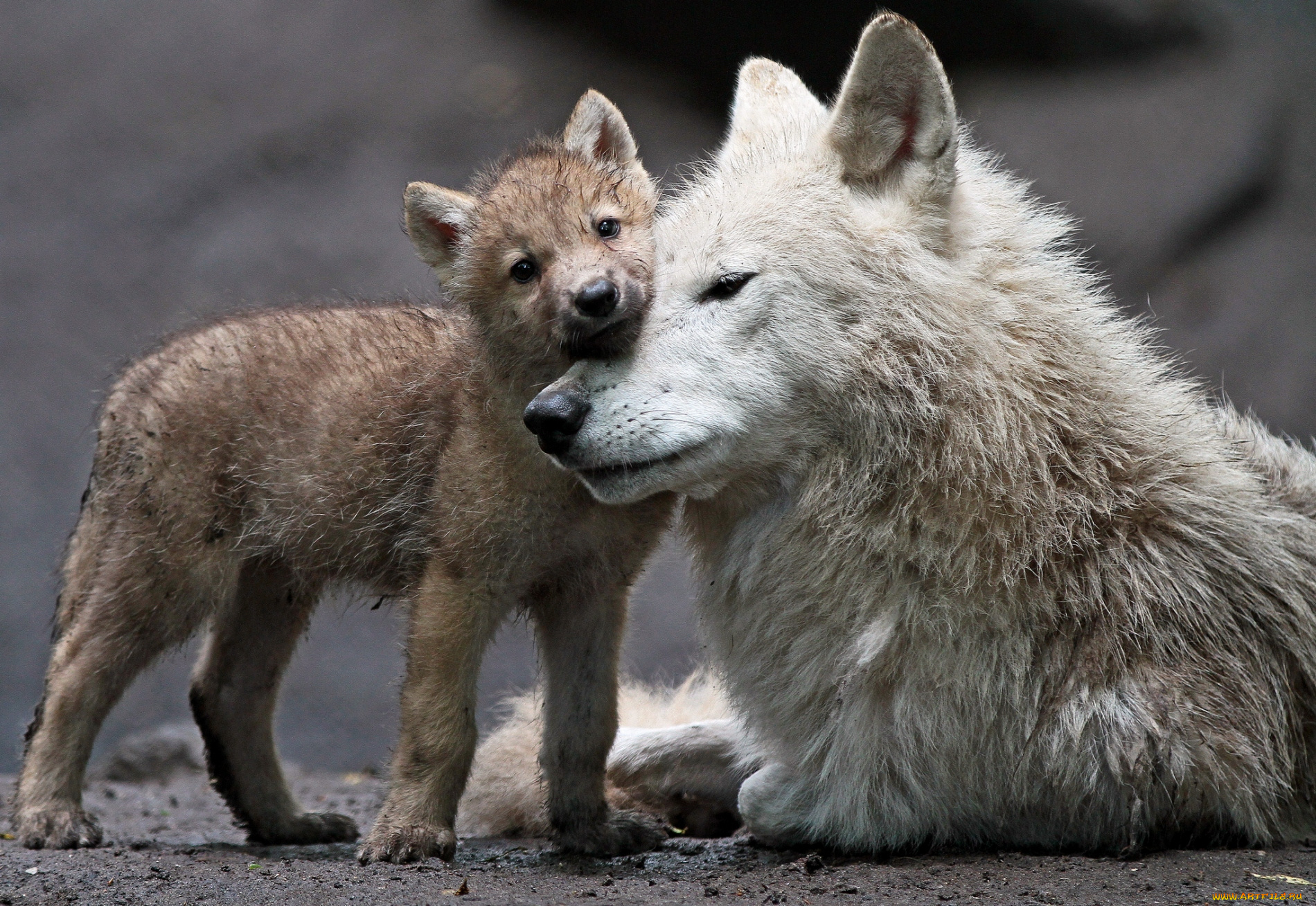 животные, волки, мама, малыш, волчонок