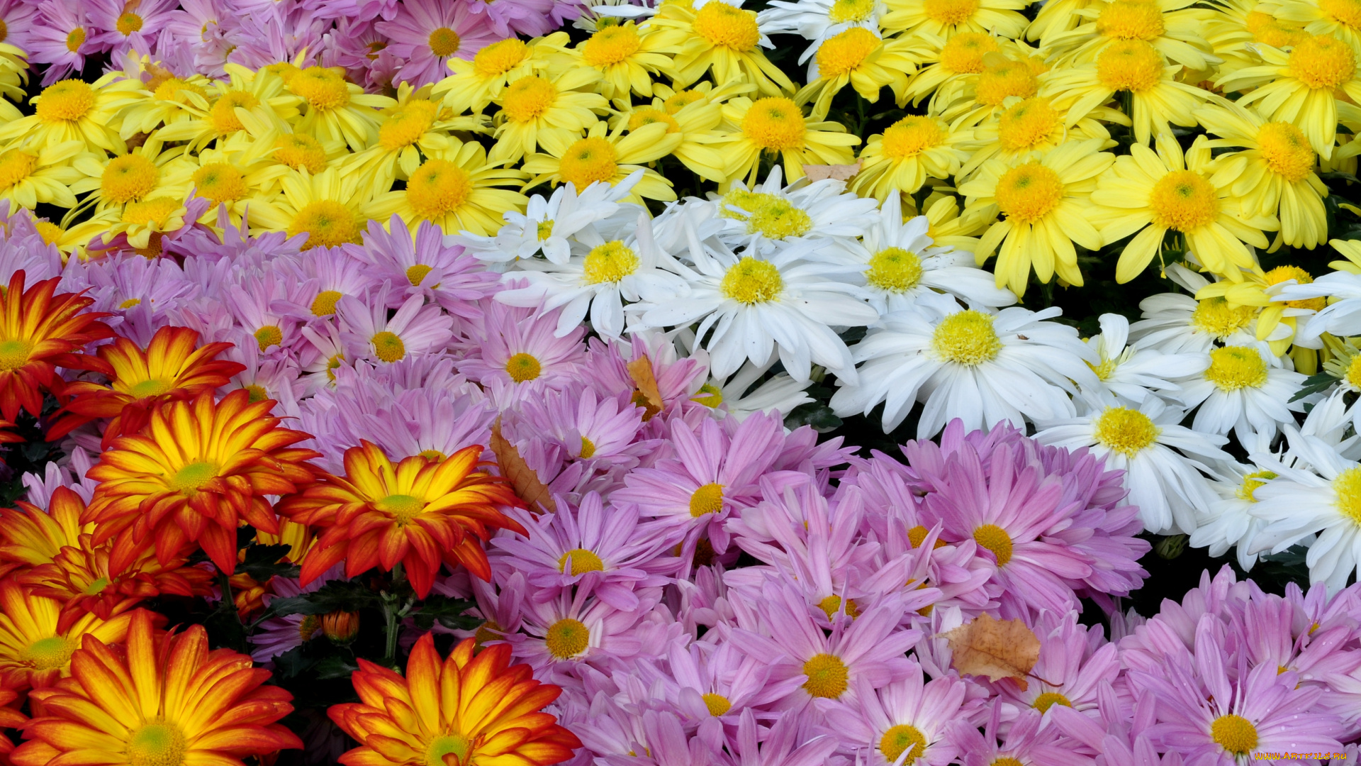 цветы, хризантемы, разноцветный