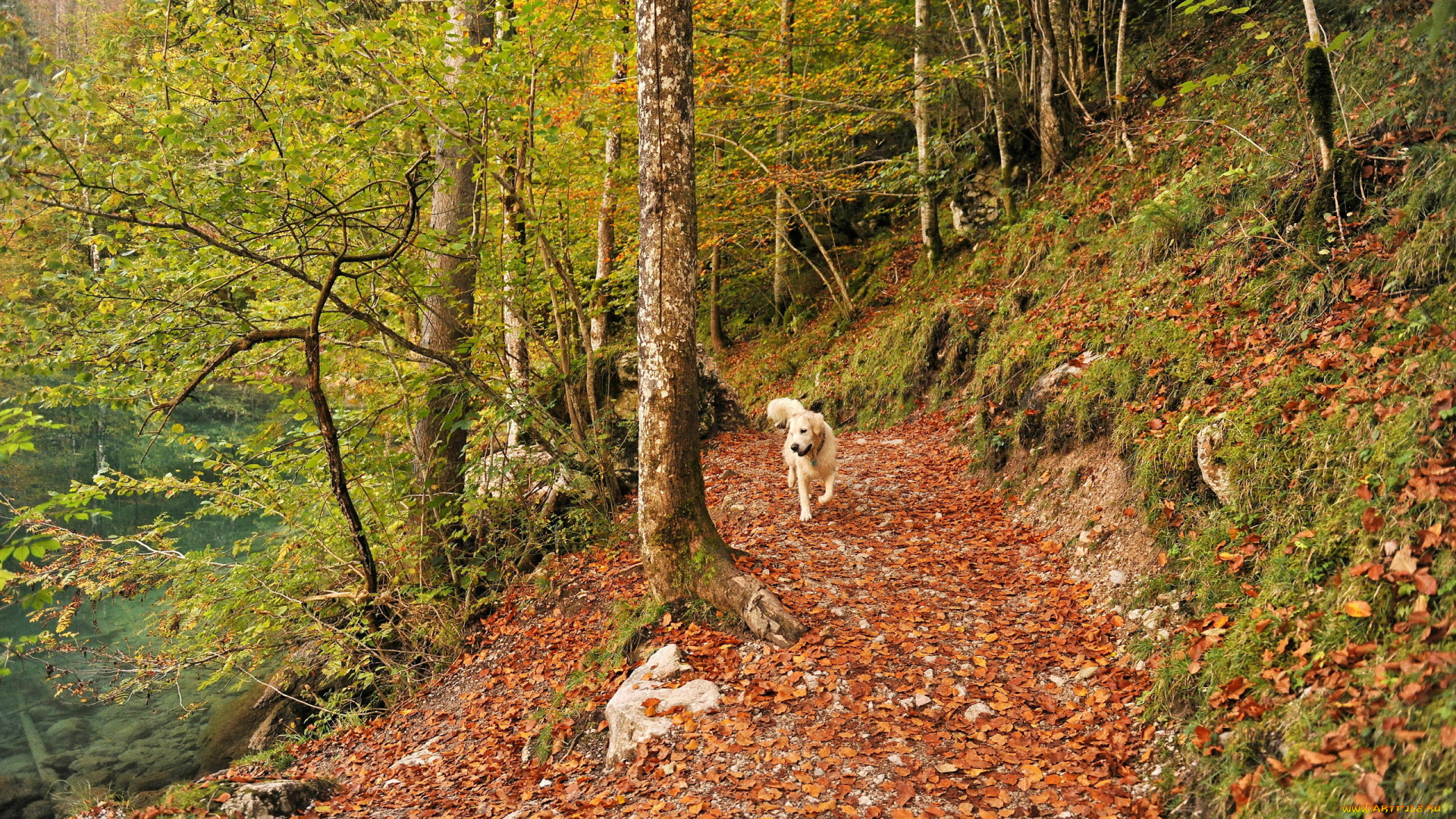 природа, лес, осень, собака