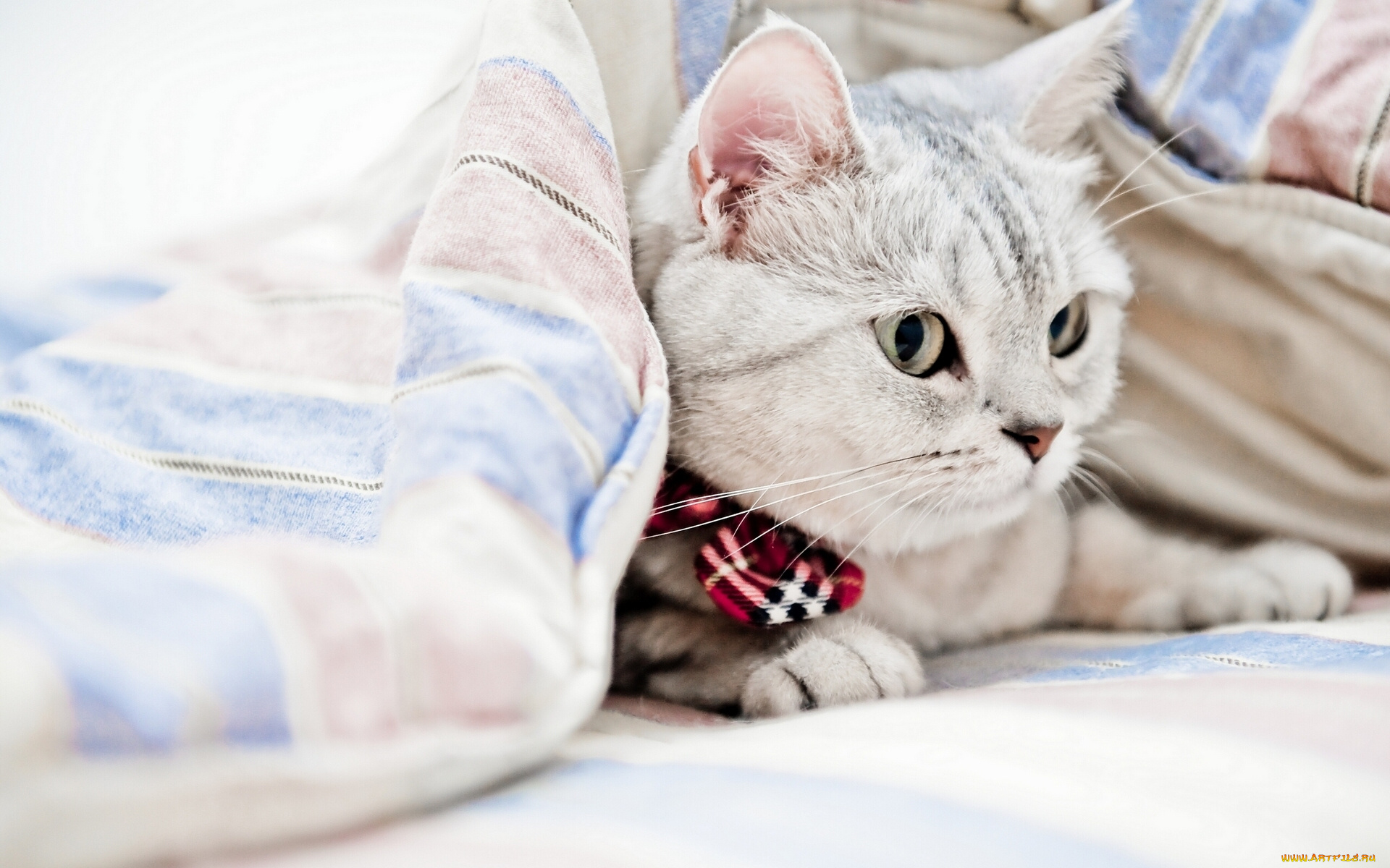 животные, коты, одеяло
