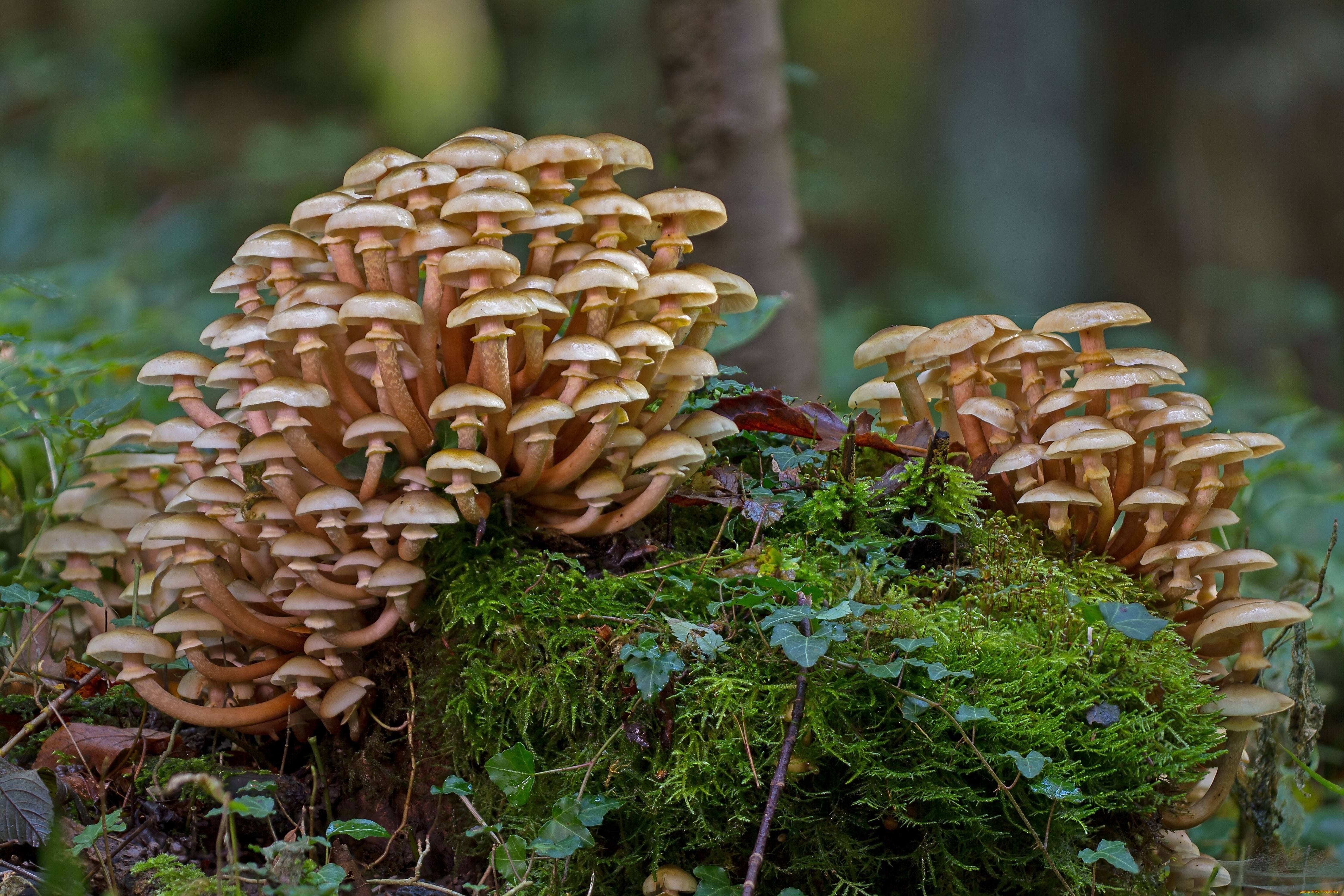 природа, грибы, mushroom