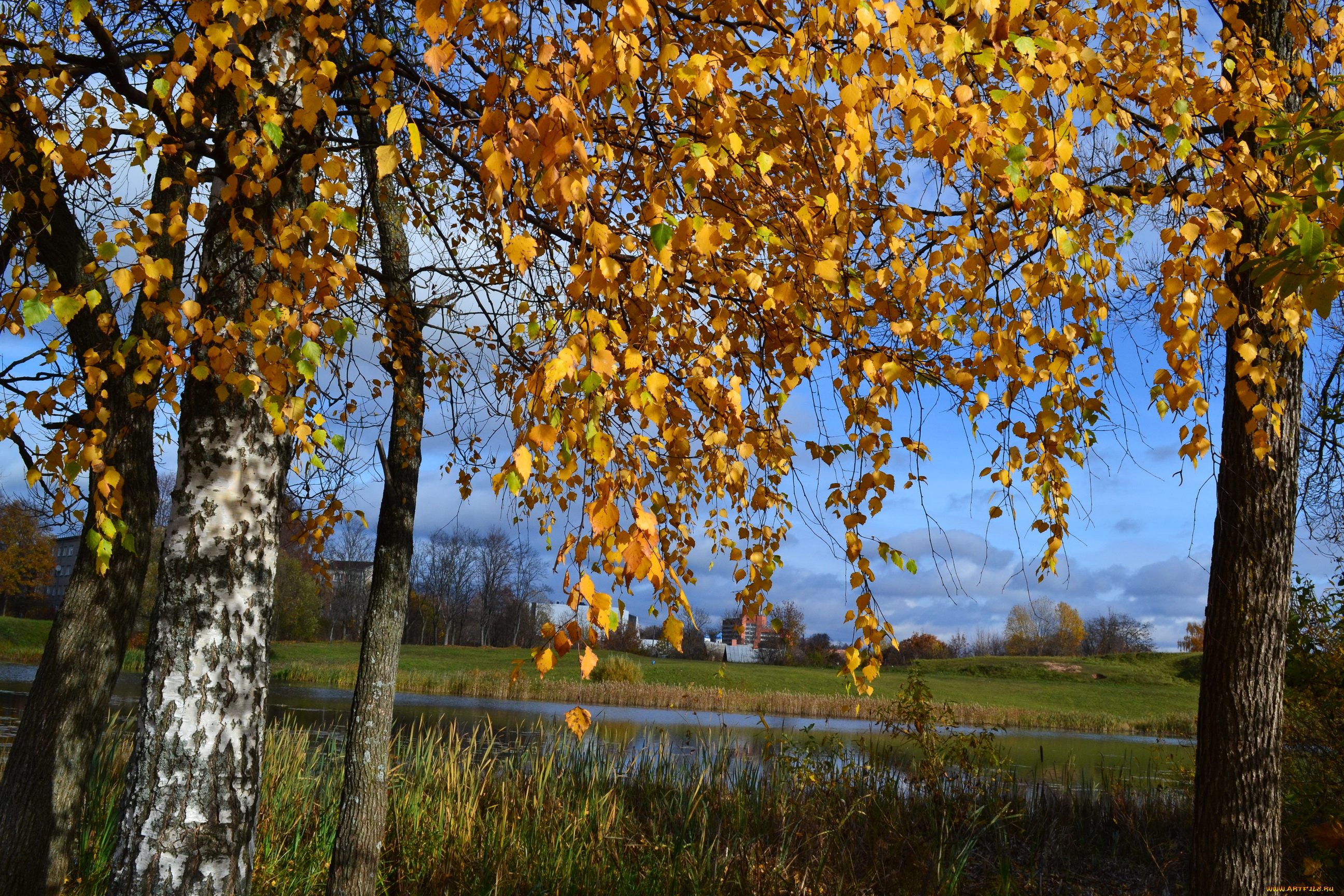 природа, деревья, листва, река, березы, осень