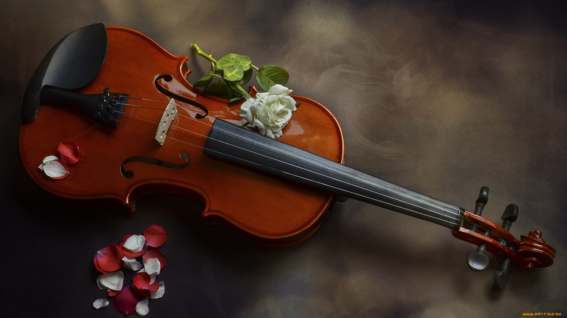музыка, -музыкальные, инструменты, скрипка, роза