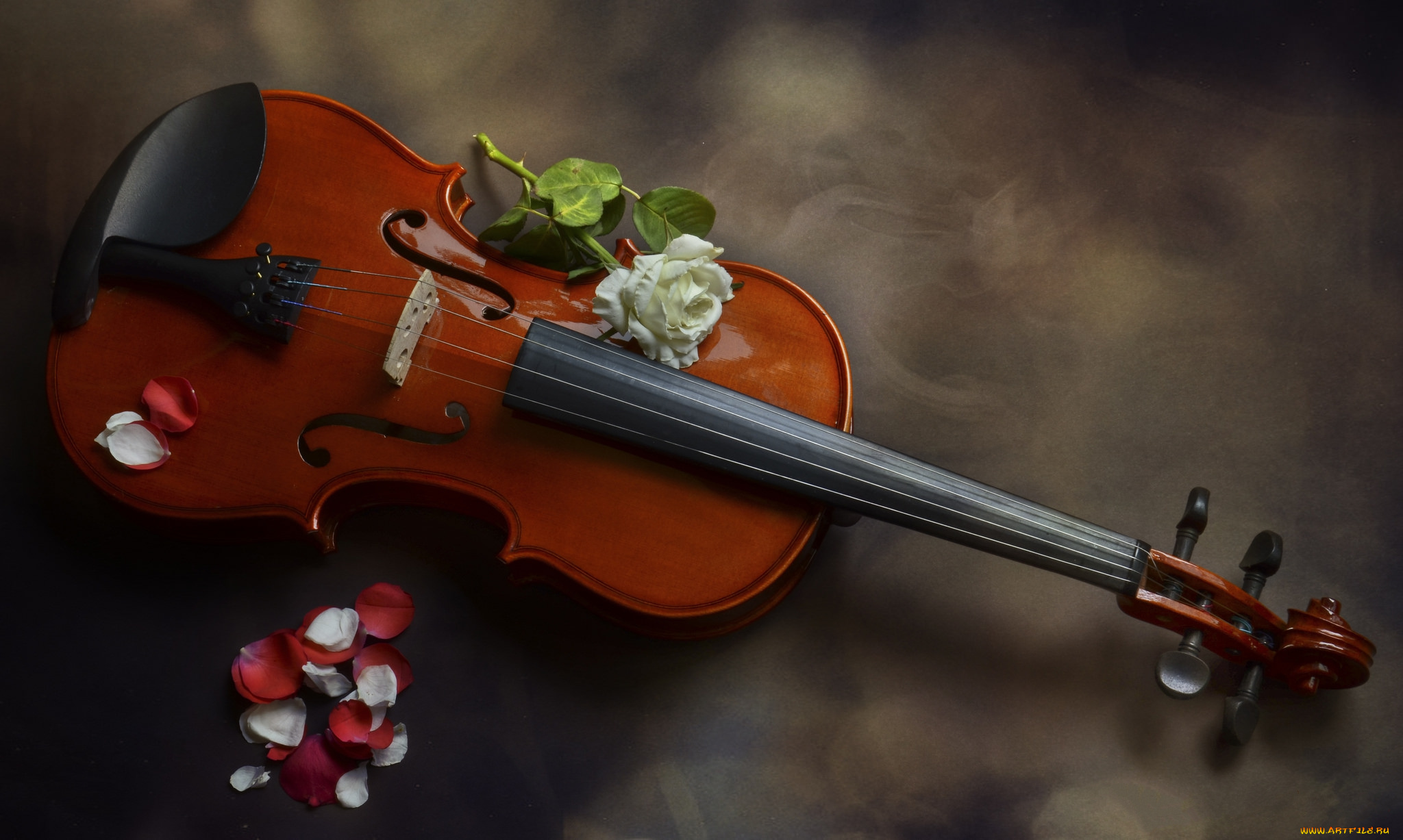музыка, -музыкальные, инструменты, скрипка, роза
